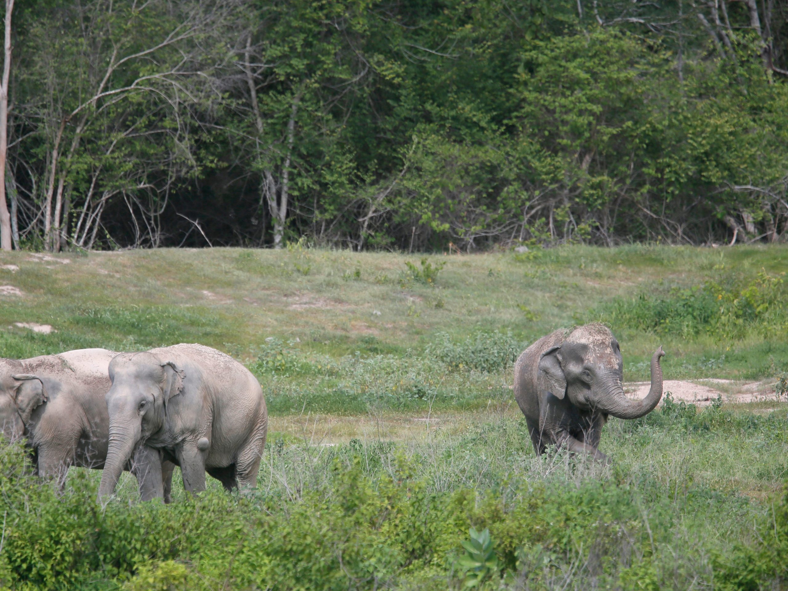 Elephants in Thailand reserve