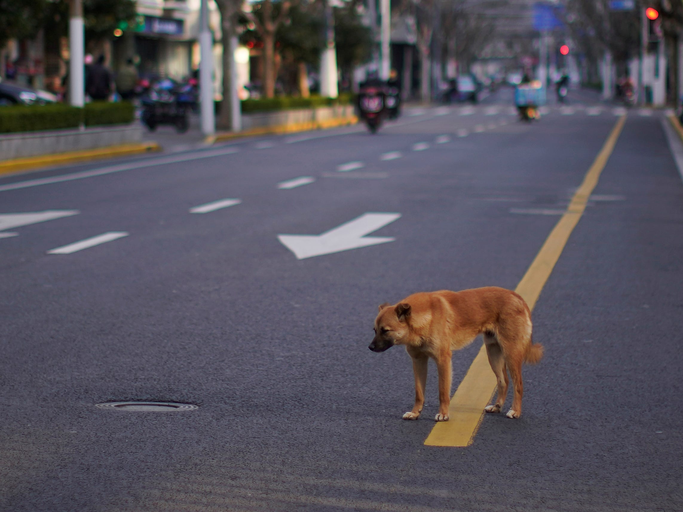 a stray dog walks in the middle of an empty street in Shanghai, China.