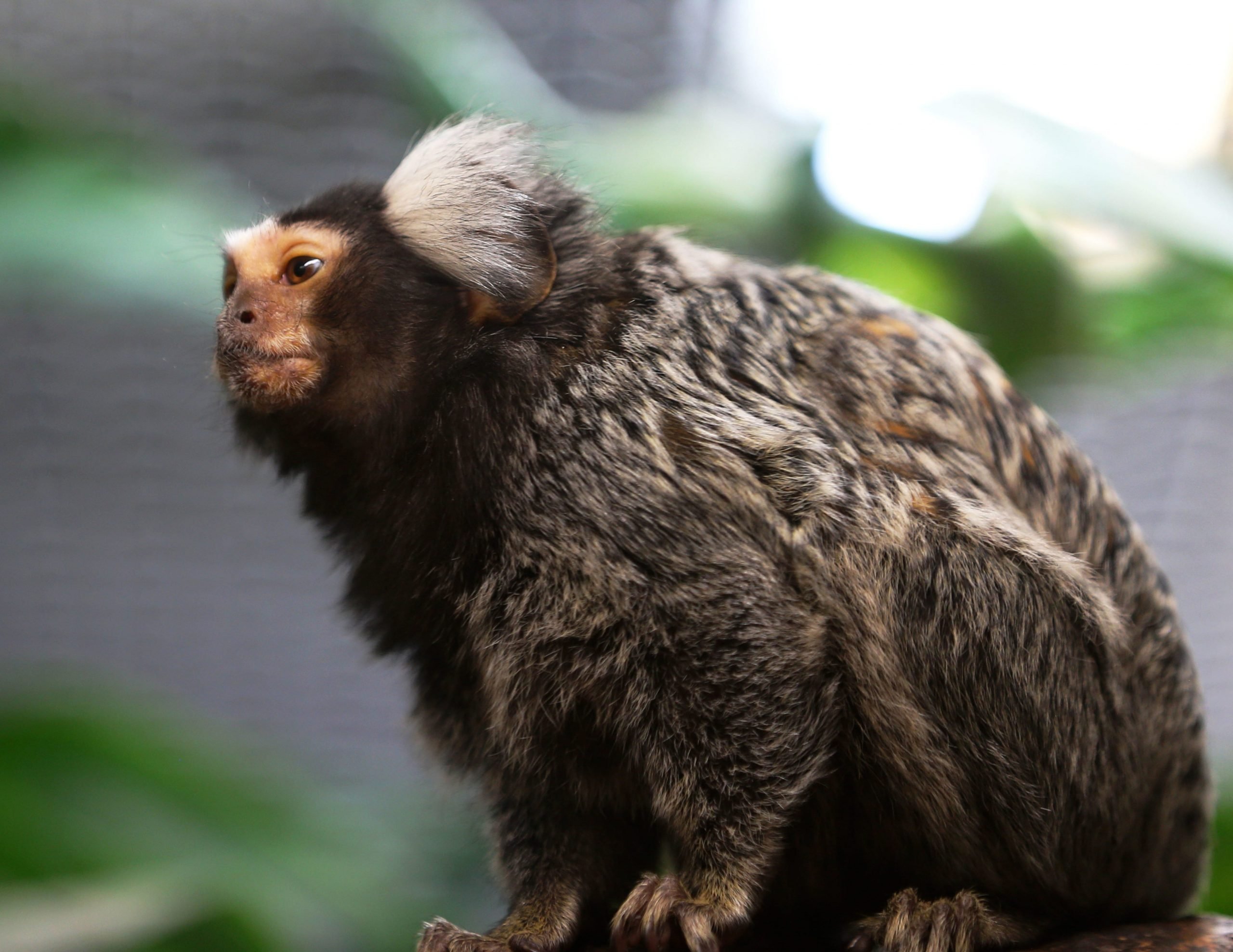 A marmoset monkey sitting at a zoo.