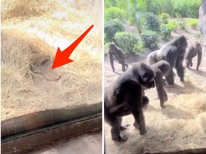 Gorillas look at a snake within their enclosure at Disney World's Animal Kingdom.