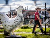 Een decoratieve kip in Barneveld, de gemeente die bekendstaat om de pluimveehouderijen.