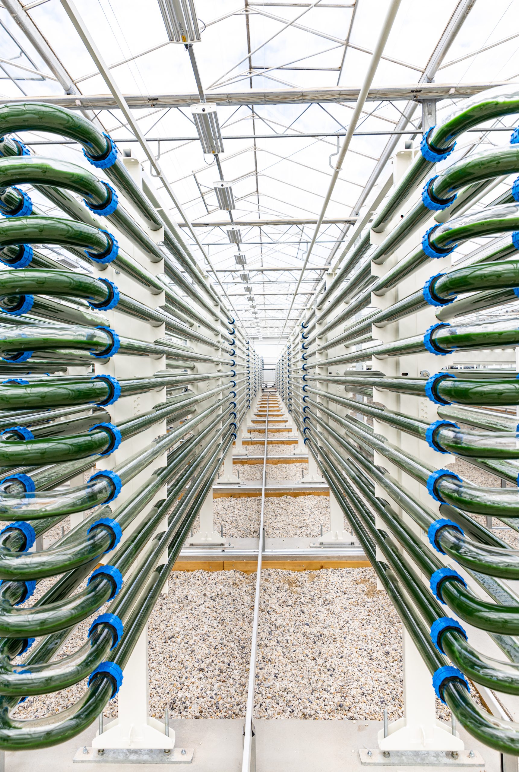 Bioreactoren van Ful Foods vol met blauwalgen. Foto: LGEM Synalgae