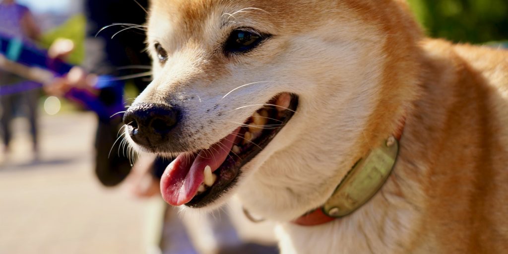 Shiba Inu - Doge