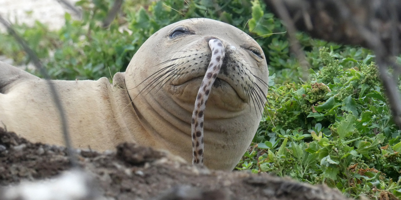 A juvenile Hawaiian monk seal was found with a spotted eel in its nose at French Frigate Shoals in the Northwestern Hawaiian Islands this past summer