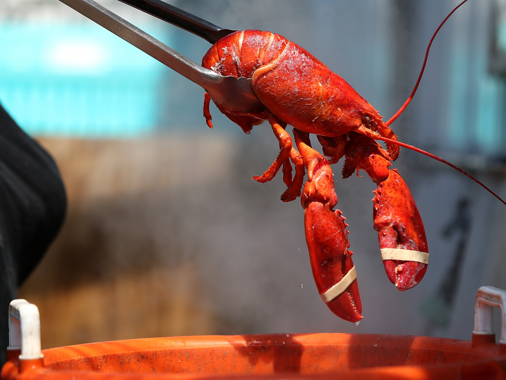 The Uk May Soon Ban Boiling Lobsters Alive In A Landmark Bill That Acknowledges That Crustaceans