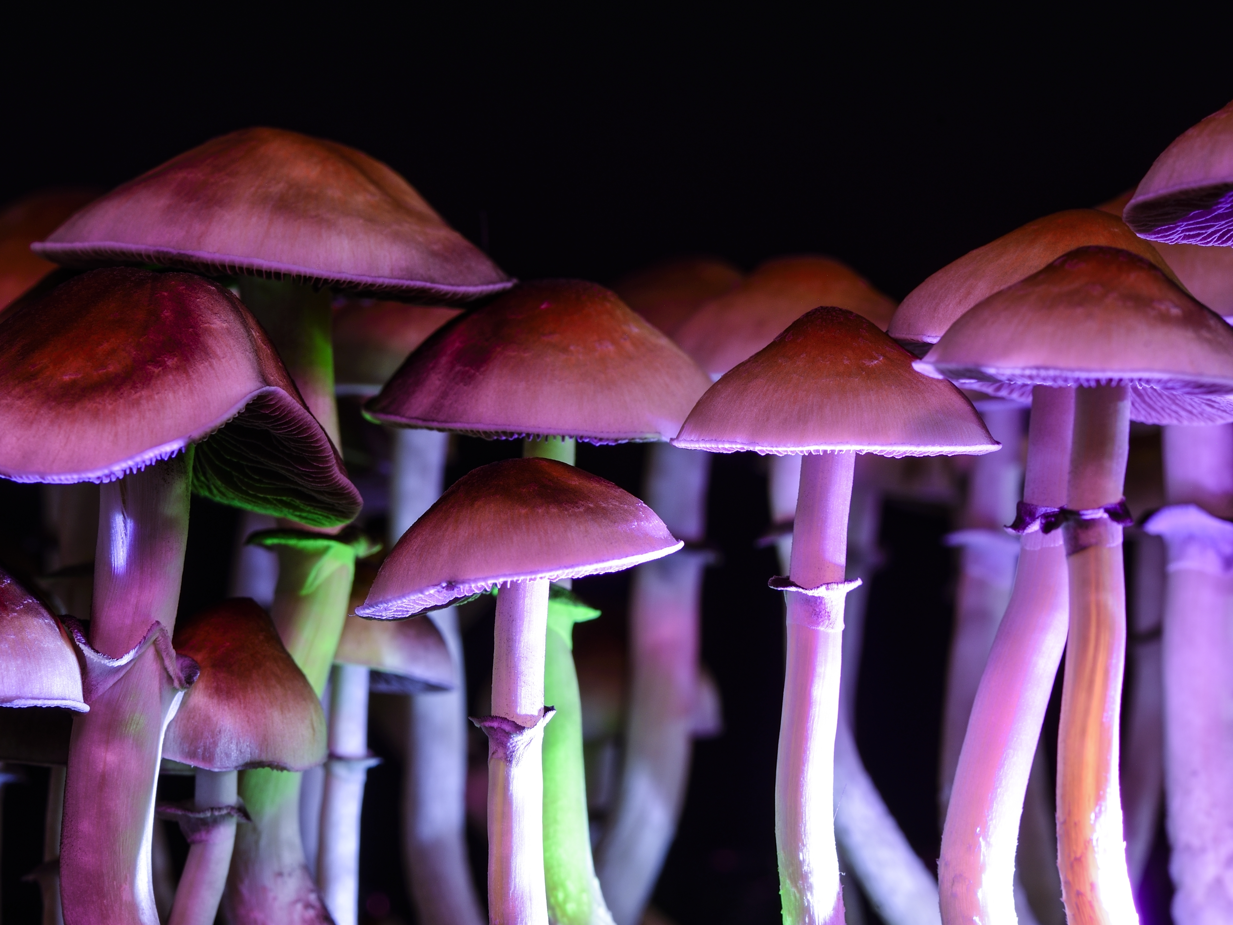 Magic mushrooms psychedelic psilocybin