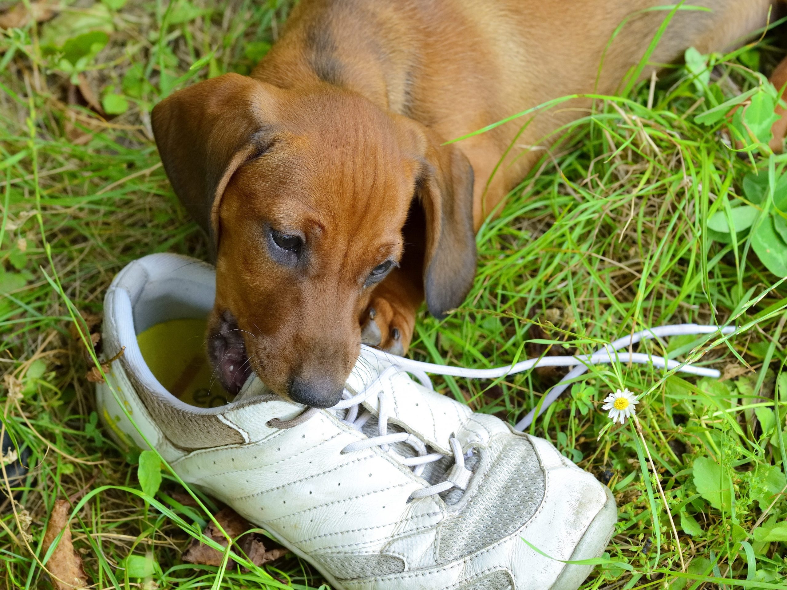 dog chewing shoe