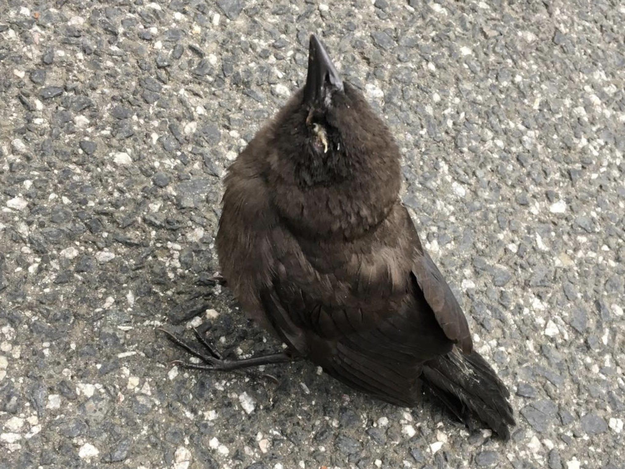 A small brown bird with a crusty layer over its eyes.