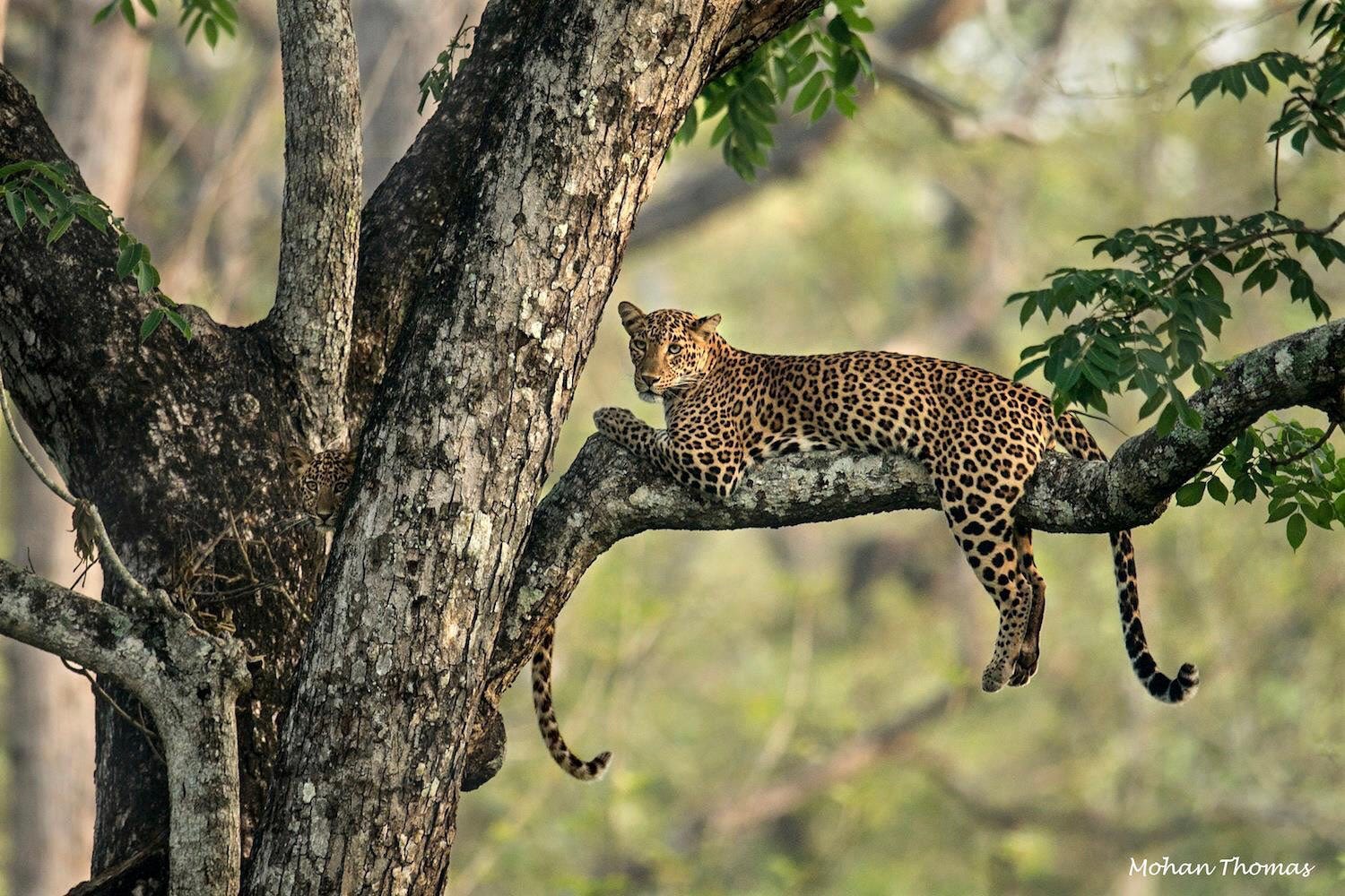 A leopard sitting in a tree with a baby leopard hiding in the trunk