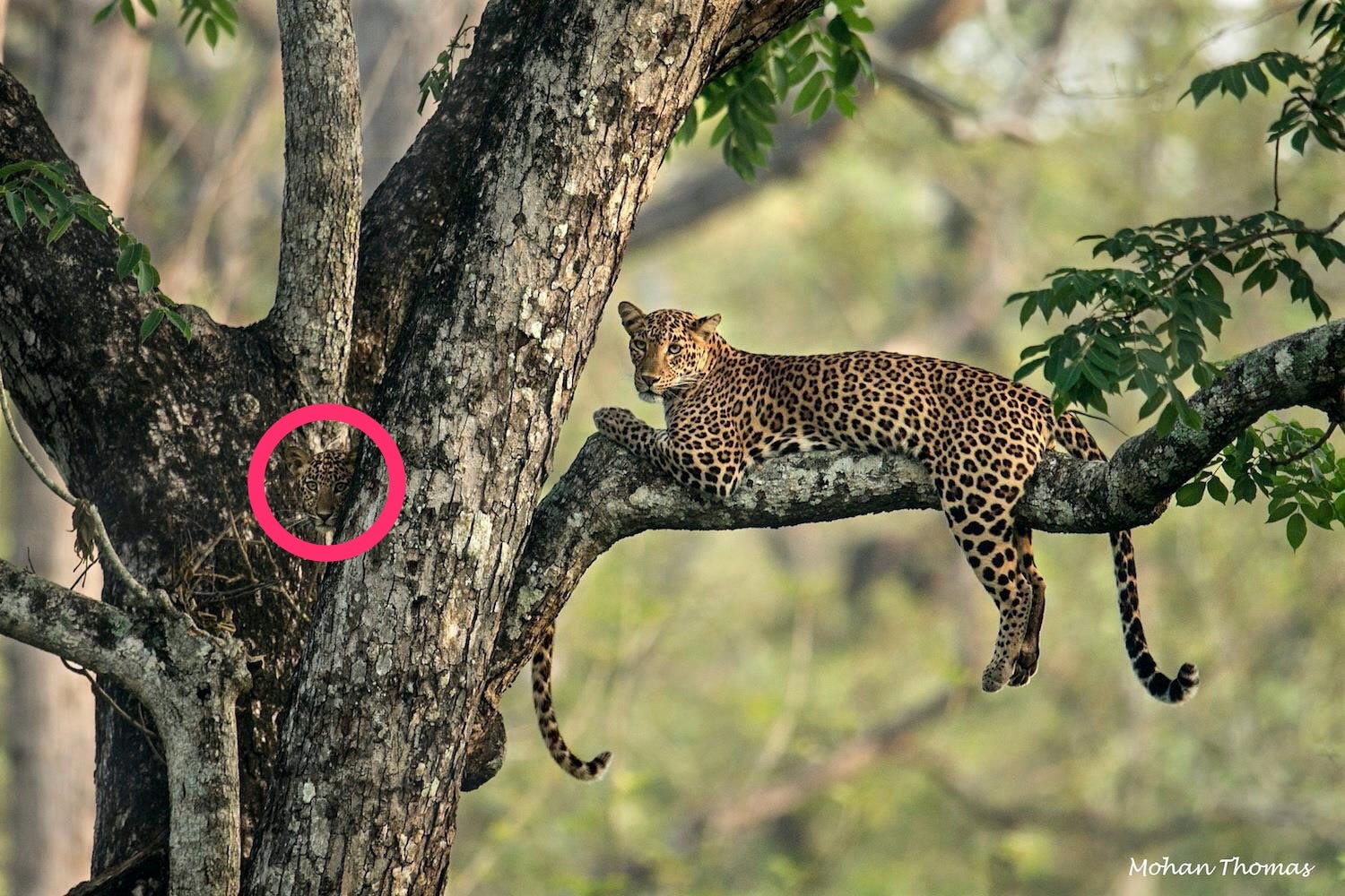 A hidden leopard cub's location revealed with a red circle around its face