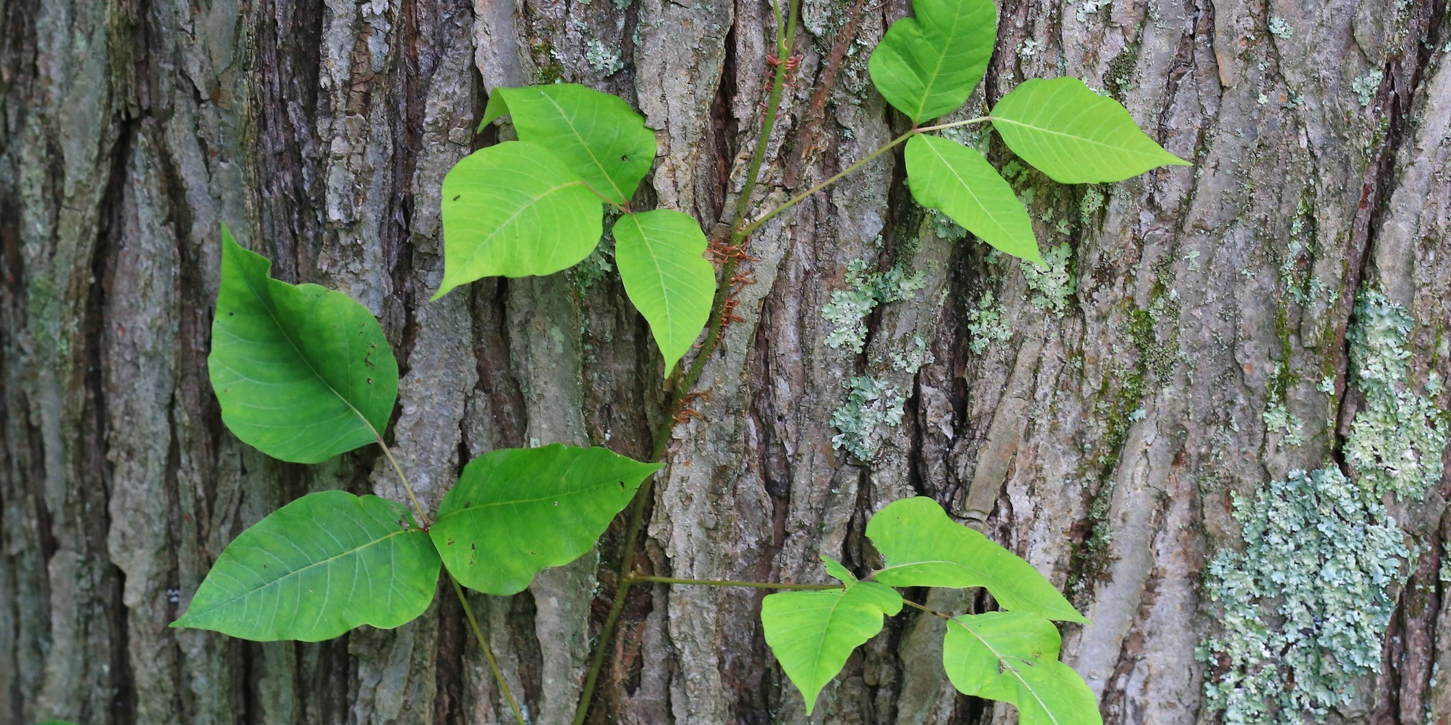 Poison ivy on tree