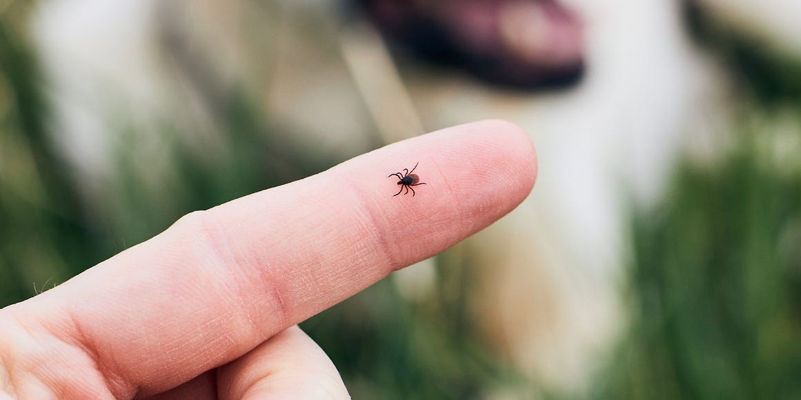 Tick on persons finger near dog