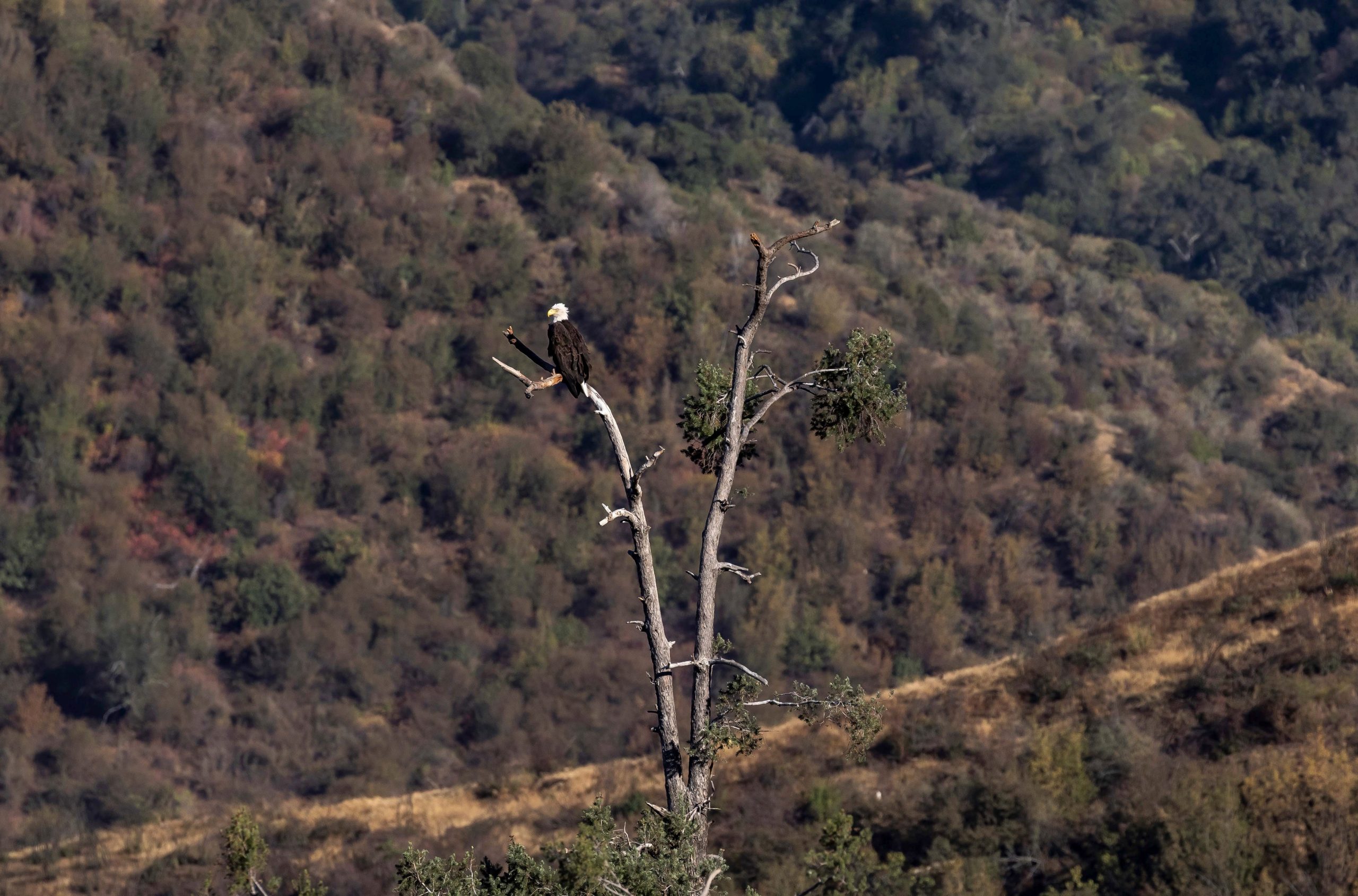 A bald eagle is seen resting on a leaf-less tree amid a parched landscape.