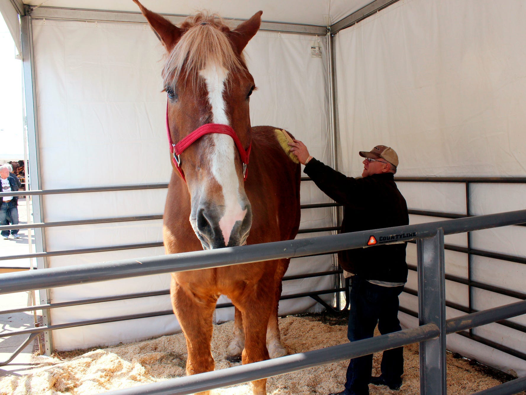 Jerry Gilbert brushes Big Jake at the Midwest Horse Fair in Madison, Wisc., in this Friday, April 11, 2014, file photo. The world’s tallest horse has died in Wisconsin. WMTV reported Monday, July 5, 2021, that the 20-year-old Belgian named “Big Jake” died several weeks ago. Big Jake lived on Smokey Hollow Farm in Poynette. Big Jake was 6-foot-10 and weighed 2,500 pounds. The Guinness Book of World Records certified him as the world’s tallest living horse in 2010. The farm’s owner, Jerry Gilbert, says Big Jake was a “superstar” and a “truly magnificent animal.” (AP Photo/Carrie Antlfinger, File)