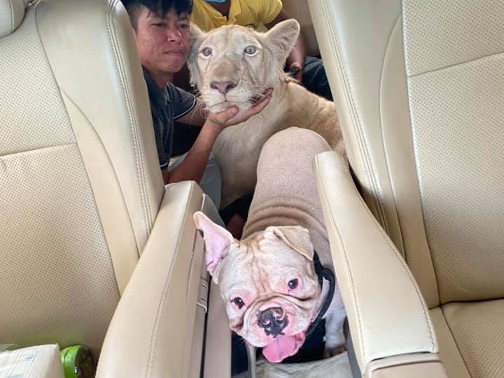 A lion in a car with a pet French bulldog