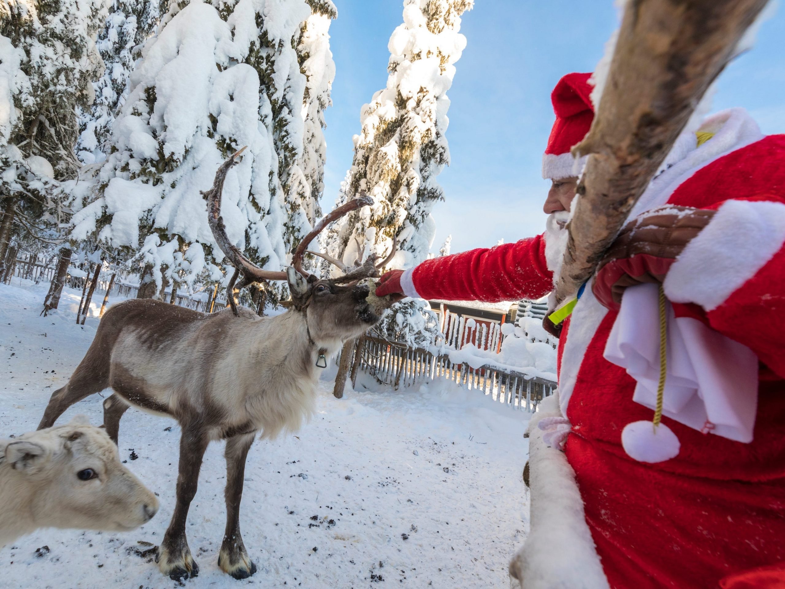 Santa Claus feeding reindeer in the snowy forest, Ruka, Northern Ostrobothnia region, Lapland, Finland.