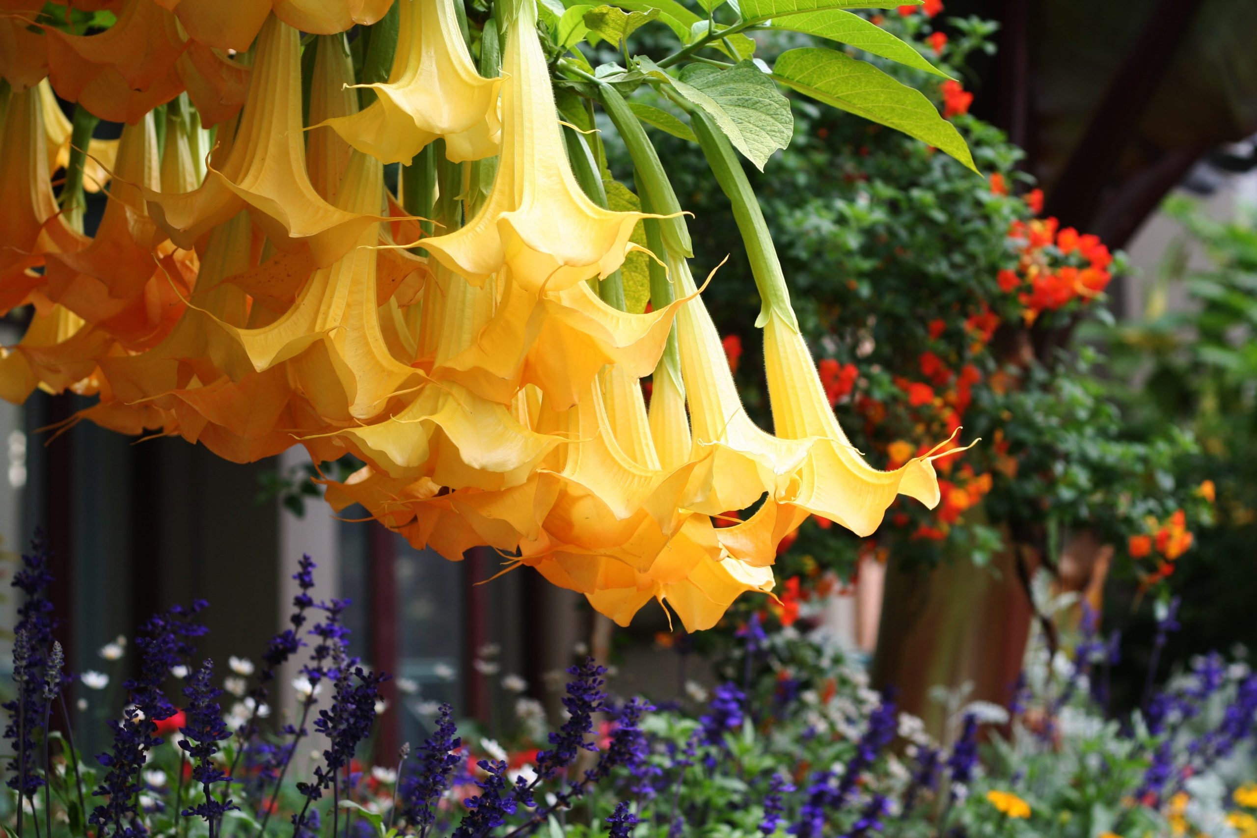 devil's breath flower