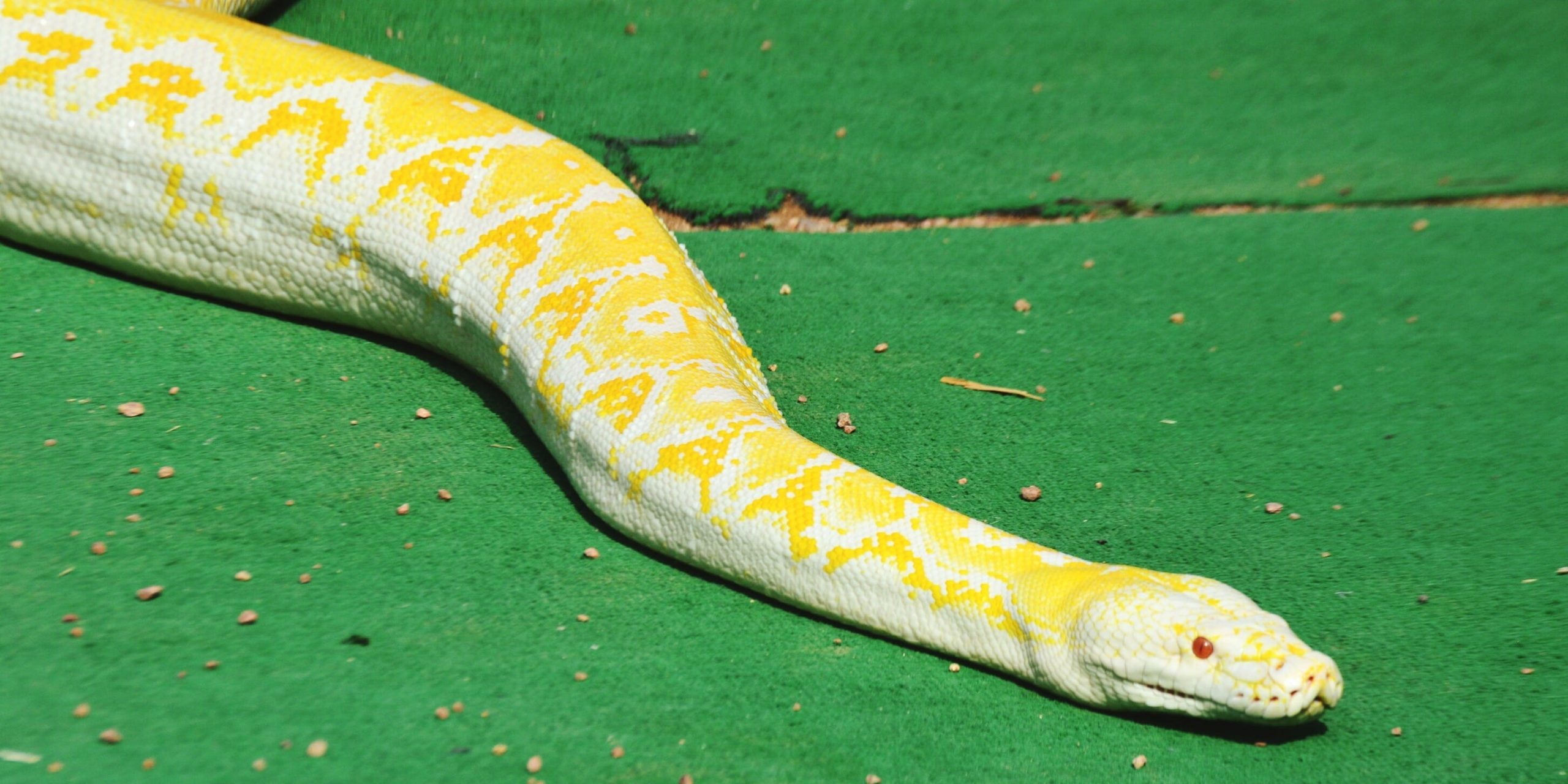 A Burmese python like the one that escaped the Blue Zoo.