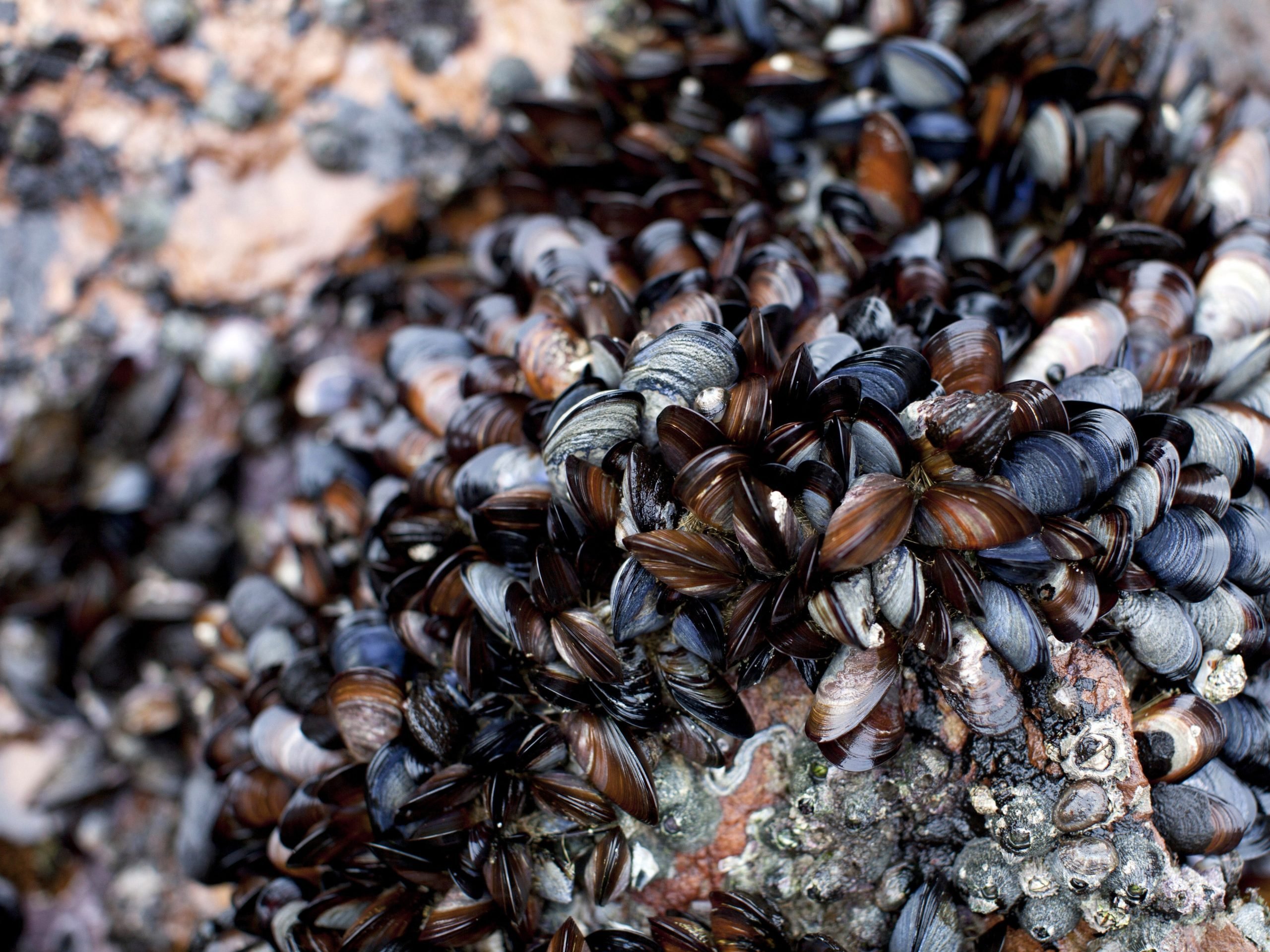 mussels