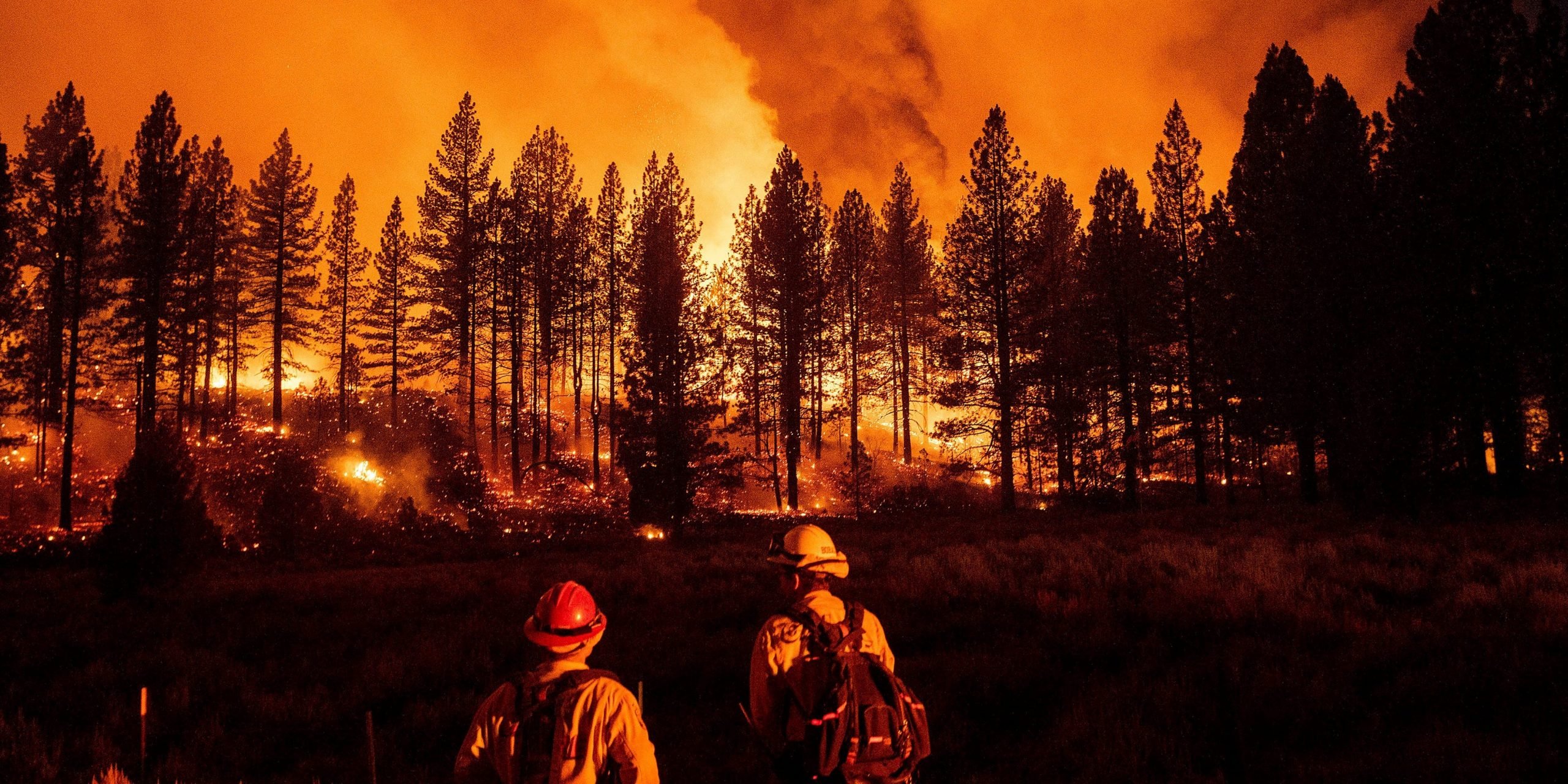 A wildfire burns against a backdrop of trees.