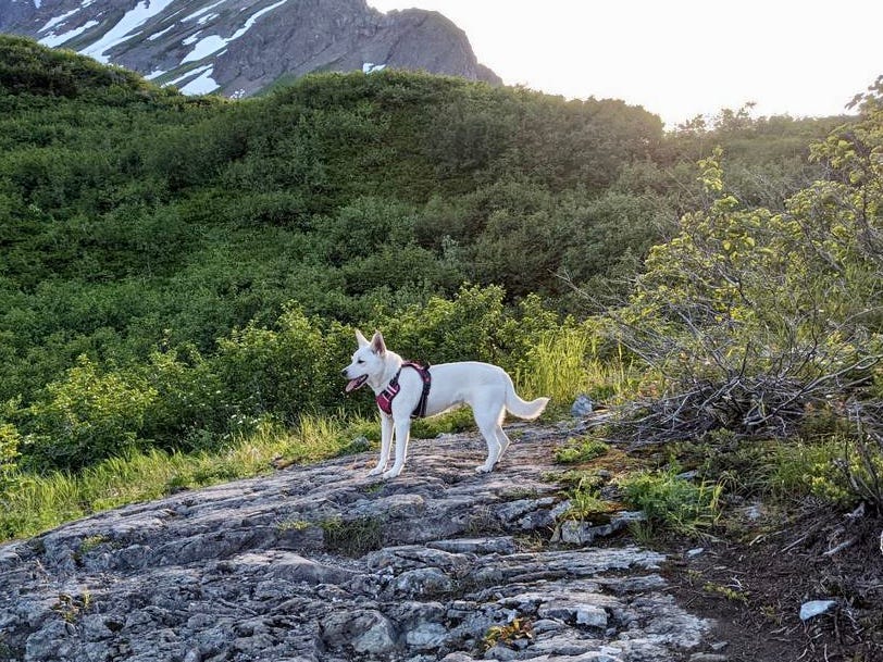 white puppy on a mountain in the Alaskan bush