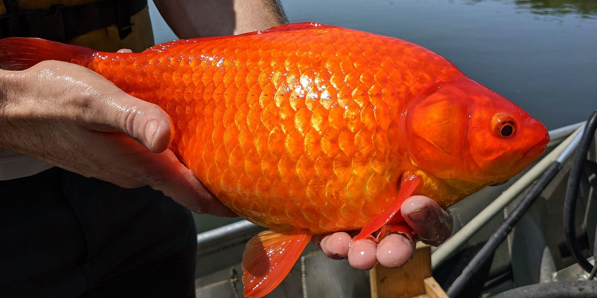 A person holds an extremely large goldfish found in Minnesota's Keller Lake.