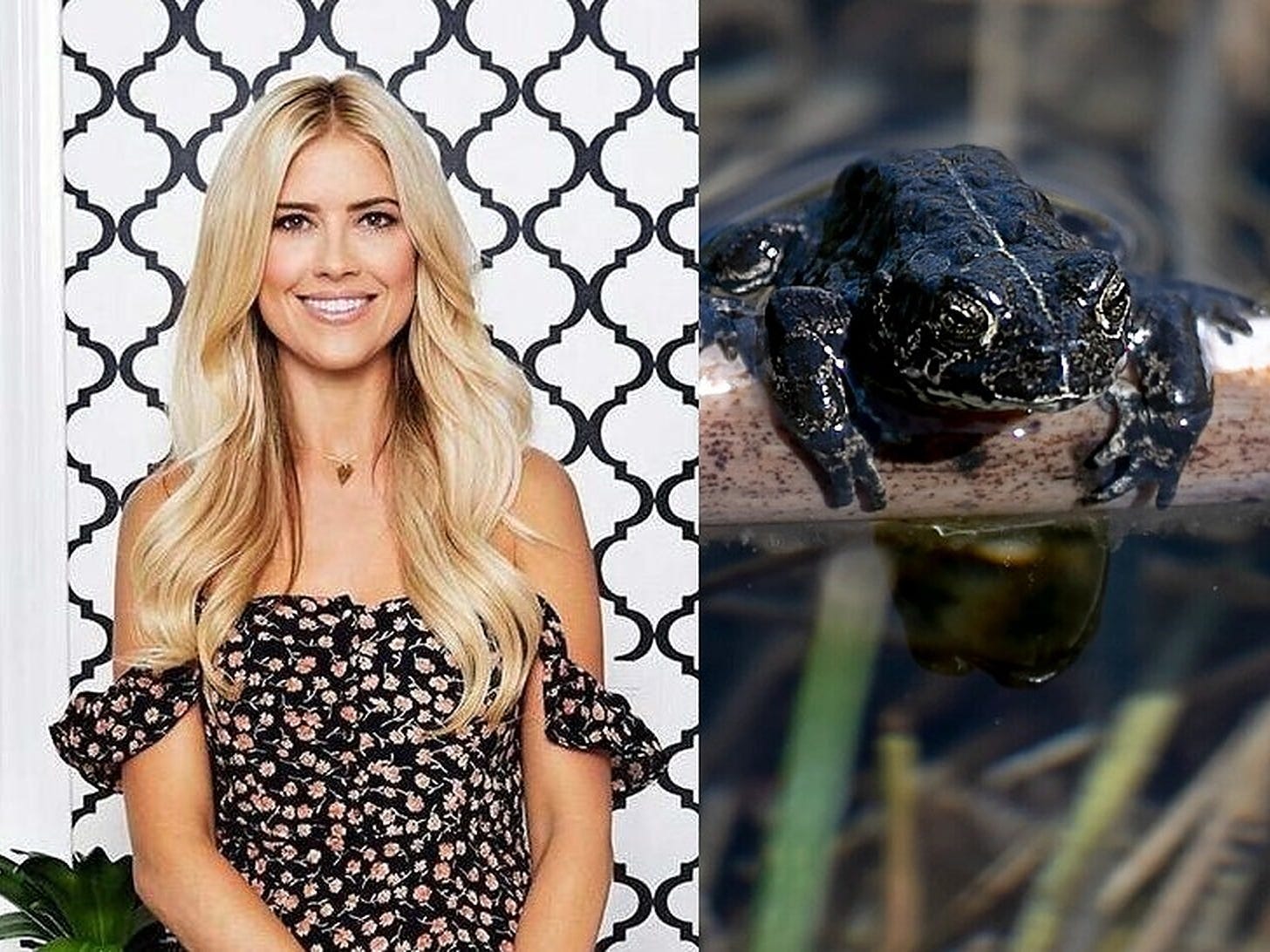 Christina Haack and Toad