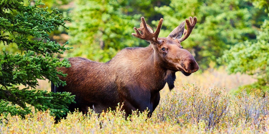 Moose Denali National Park Alaska