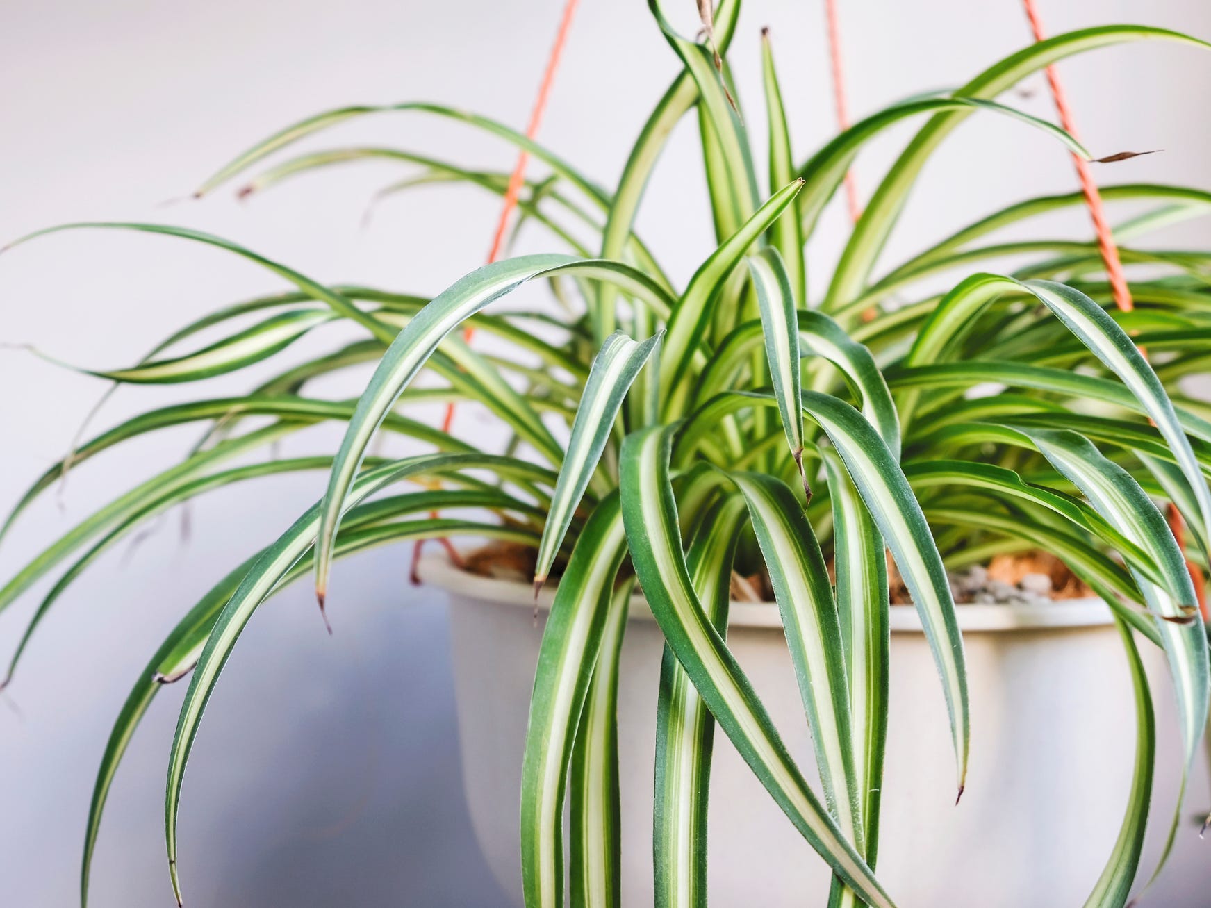 A spider plant in a hanging planter