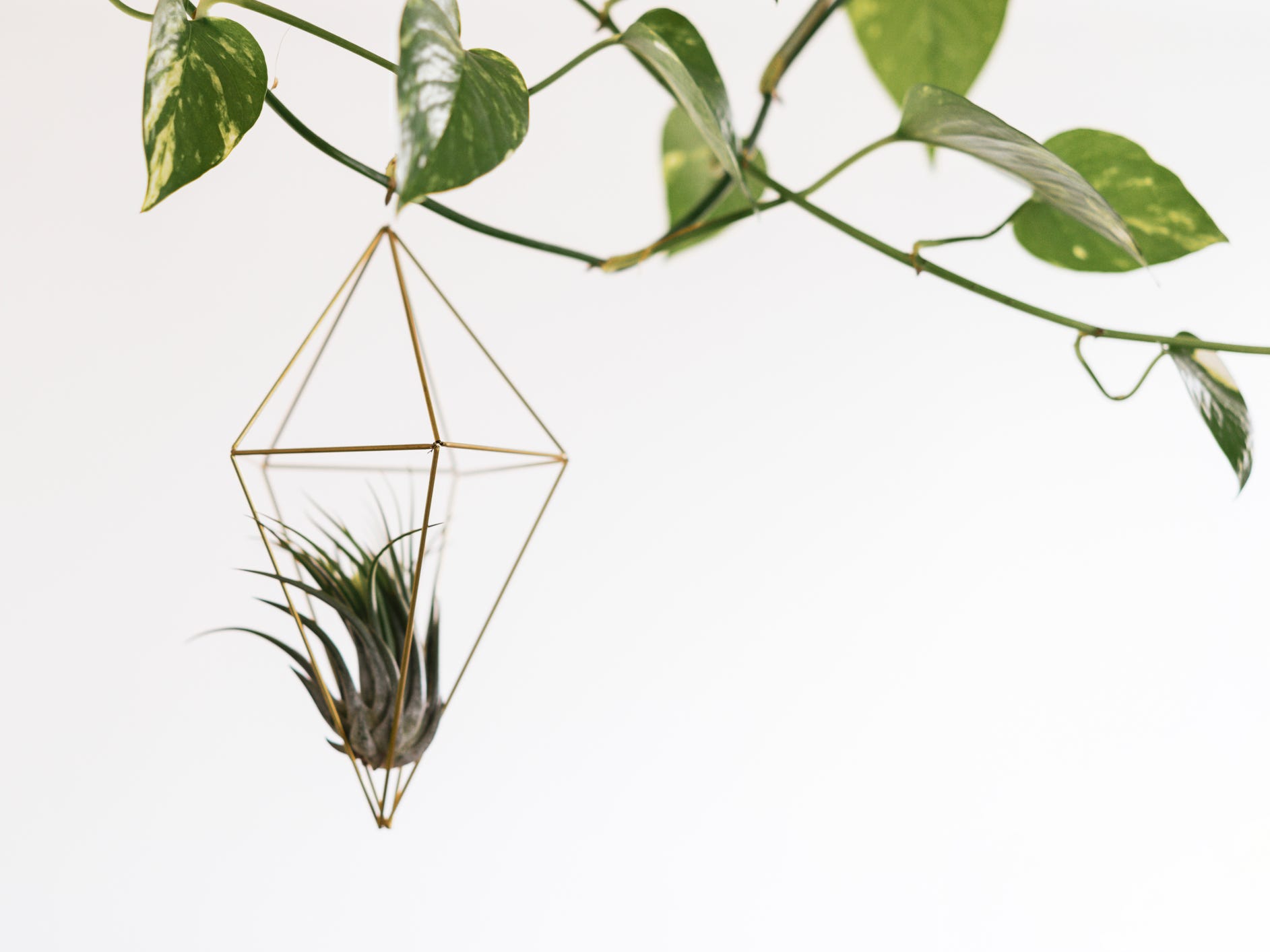 An air plant hanging in a gold wire frame