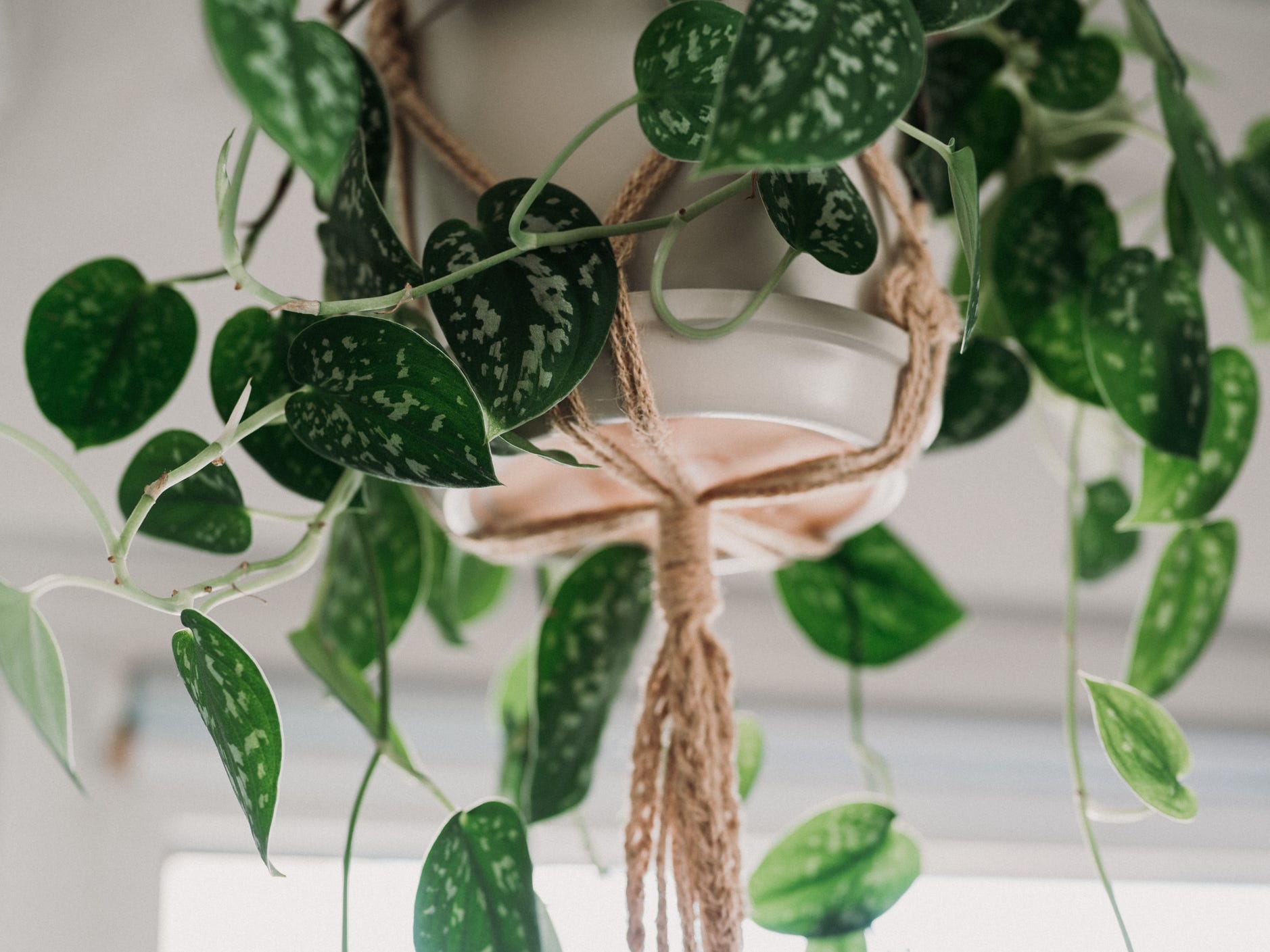 The base of a hanging planter surrounded by the vines of the satin pothos plant