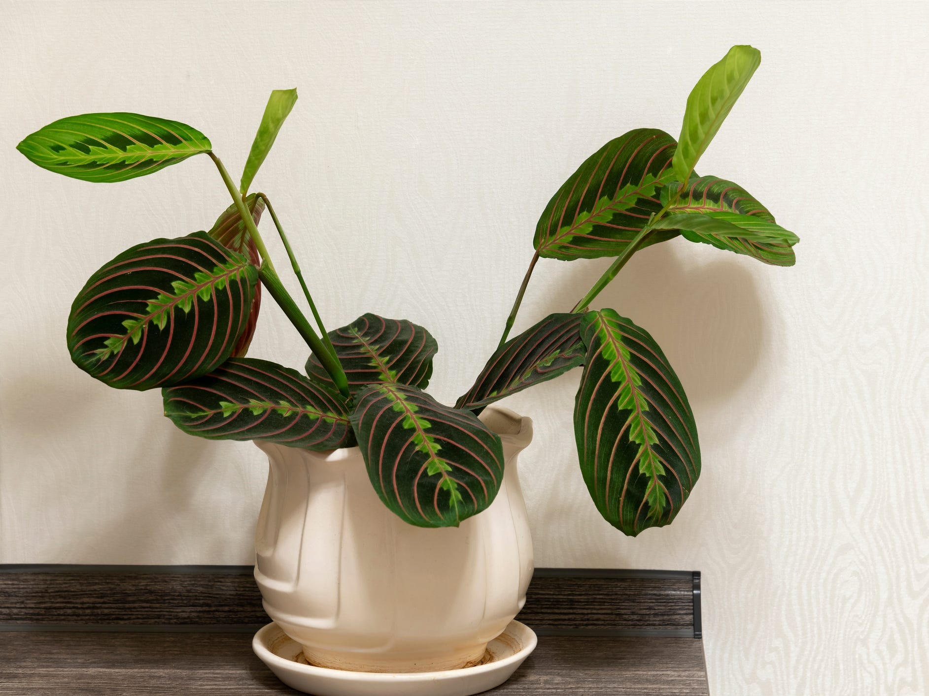 A prayer plant in a white pot on a table