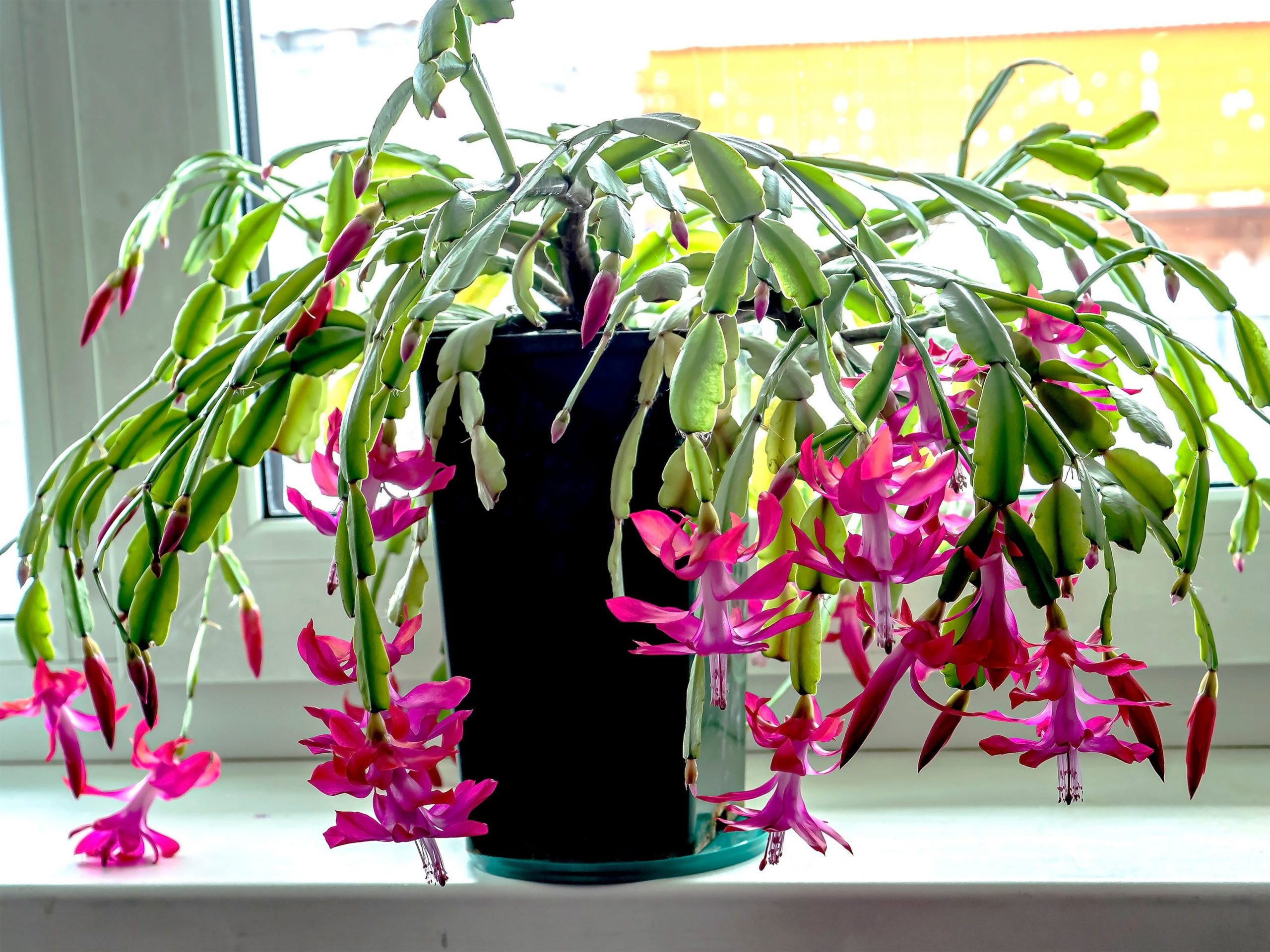 A Christmas cactus in bloom sitting on a windowsill