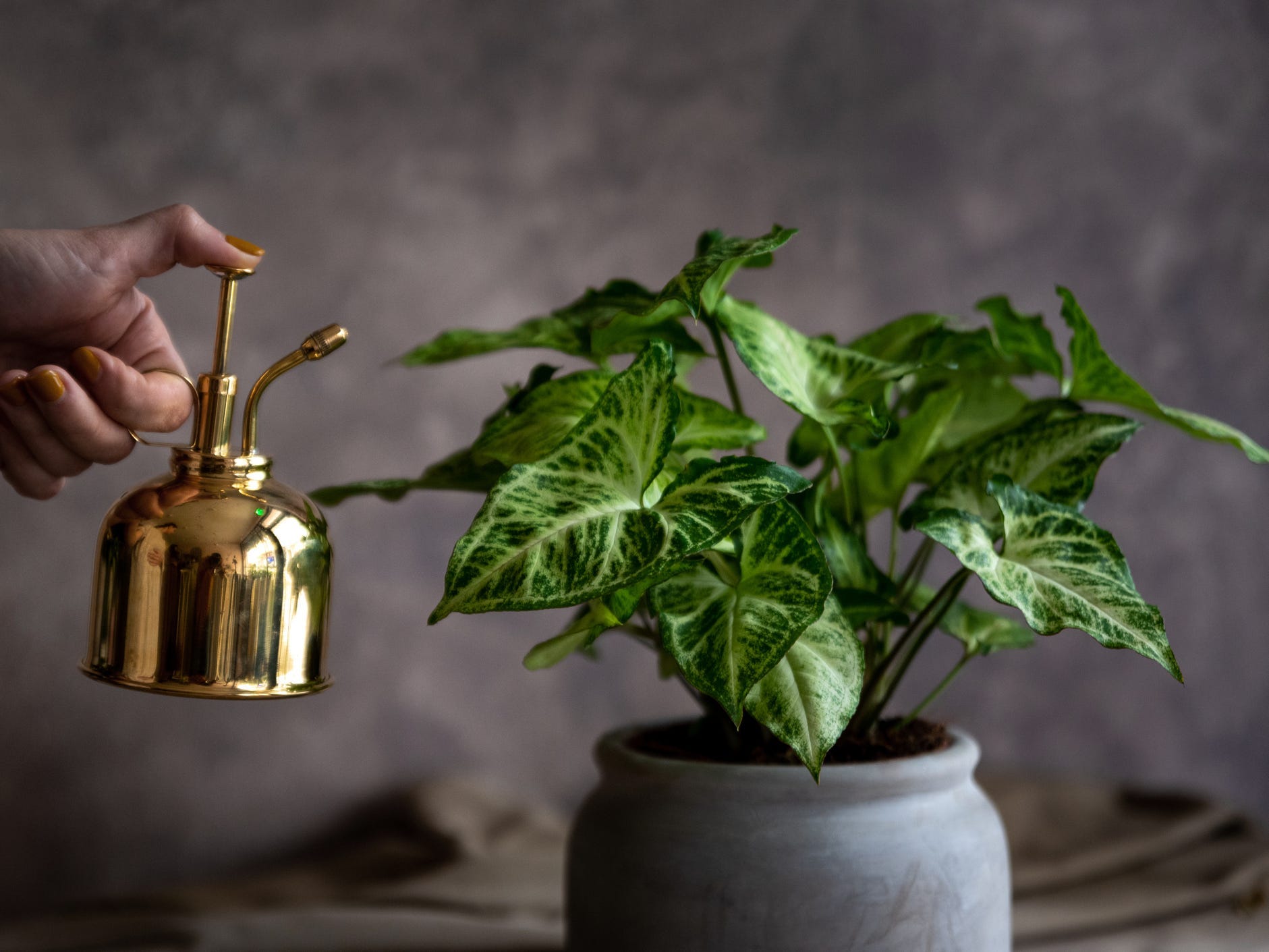 A person using a gold mister to water an arrowhead plant