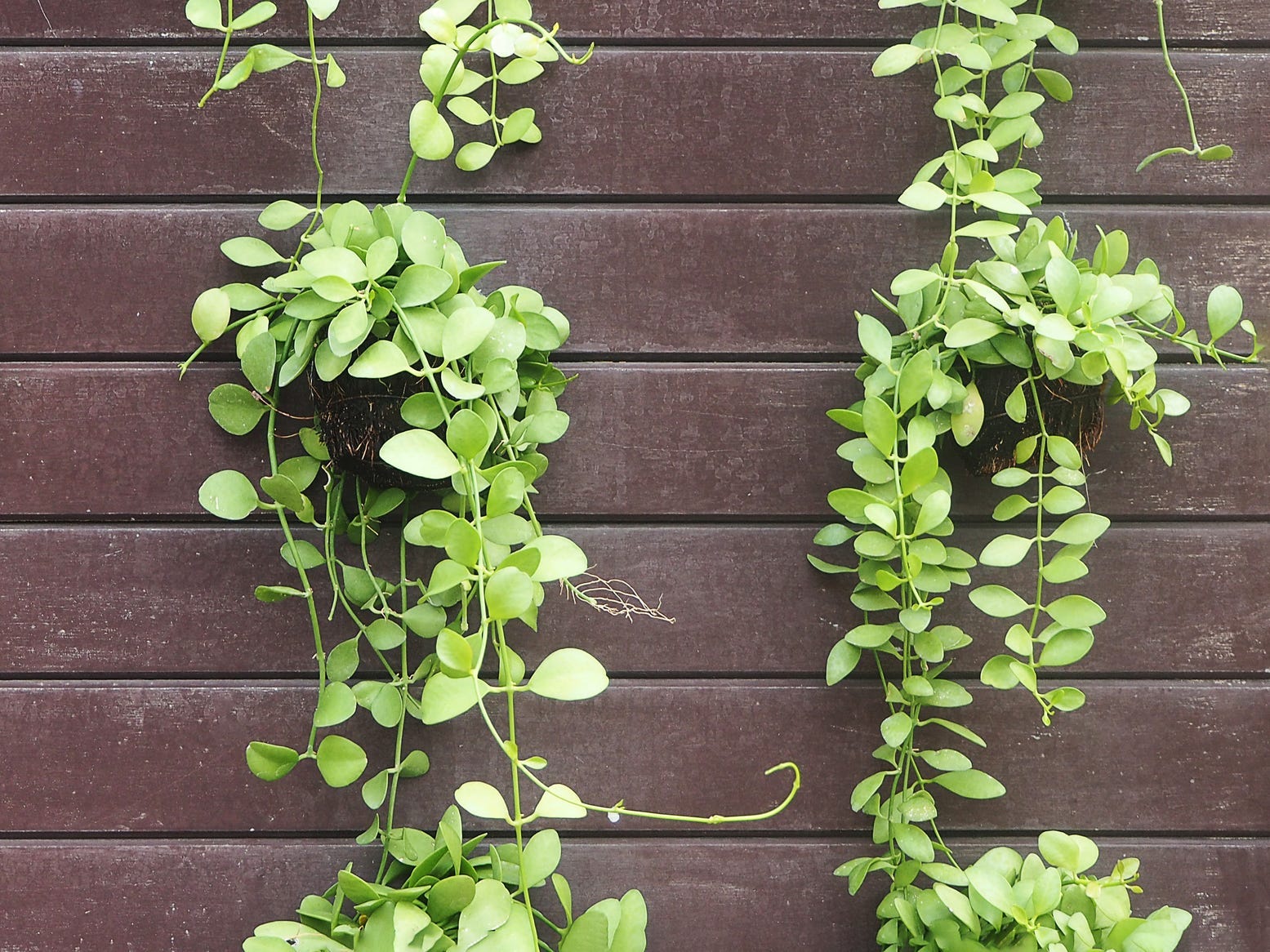 Three Dischidia plants hung on a wall and trailing dramatically downward