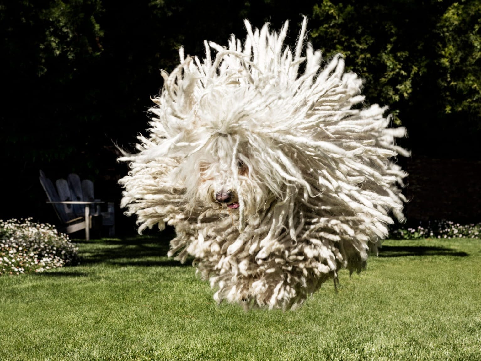 Mark Zuckerberg's dog, Beast, mid-jump