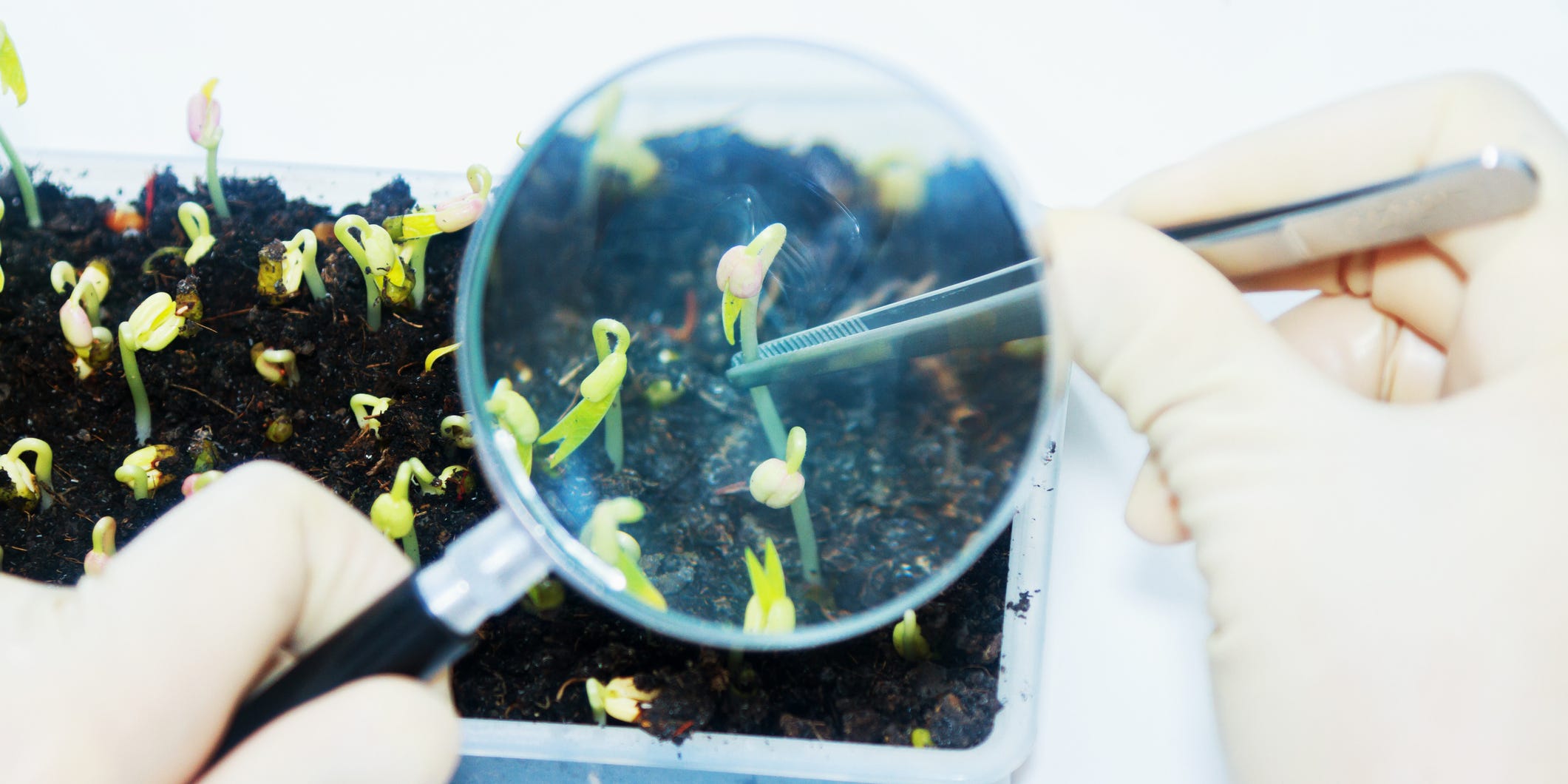 Gmo foods scientists with bean sprouts