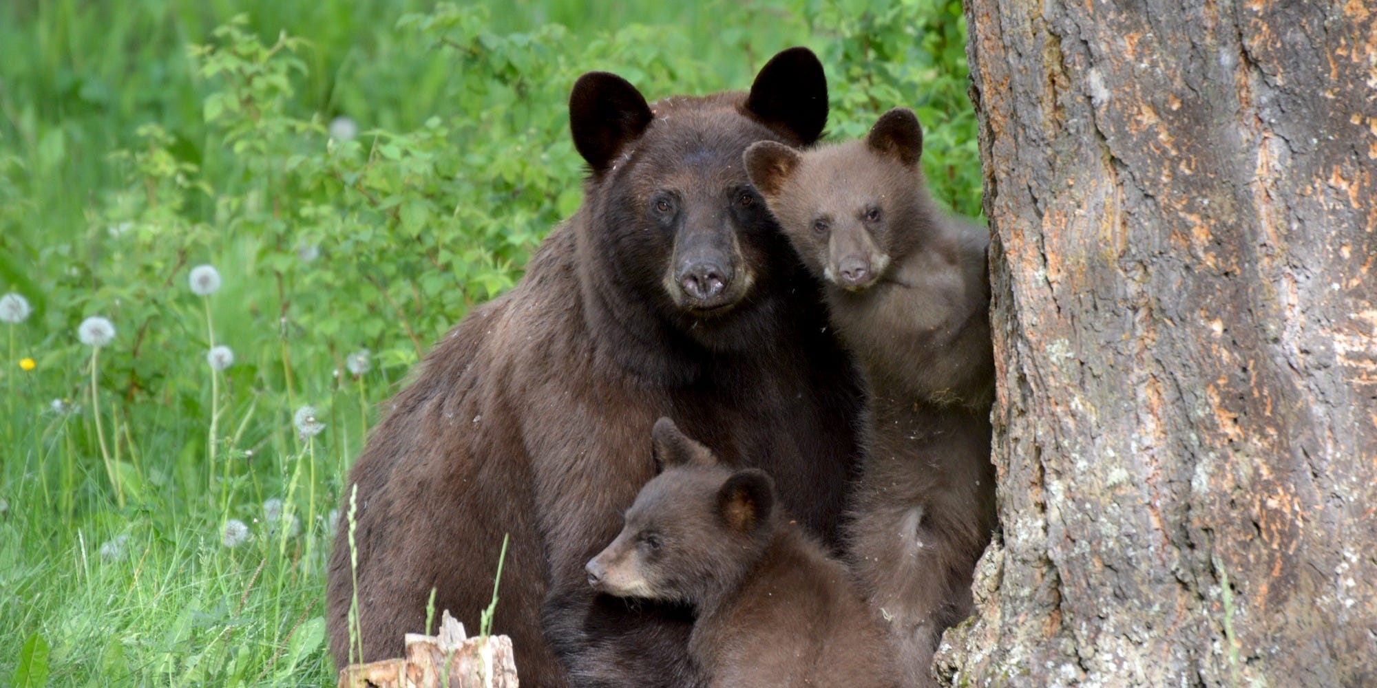 black bear cubs