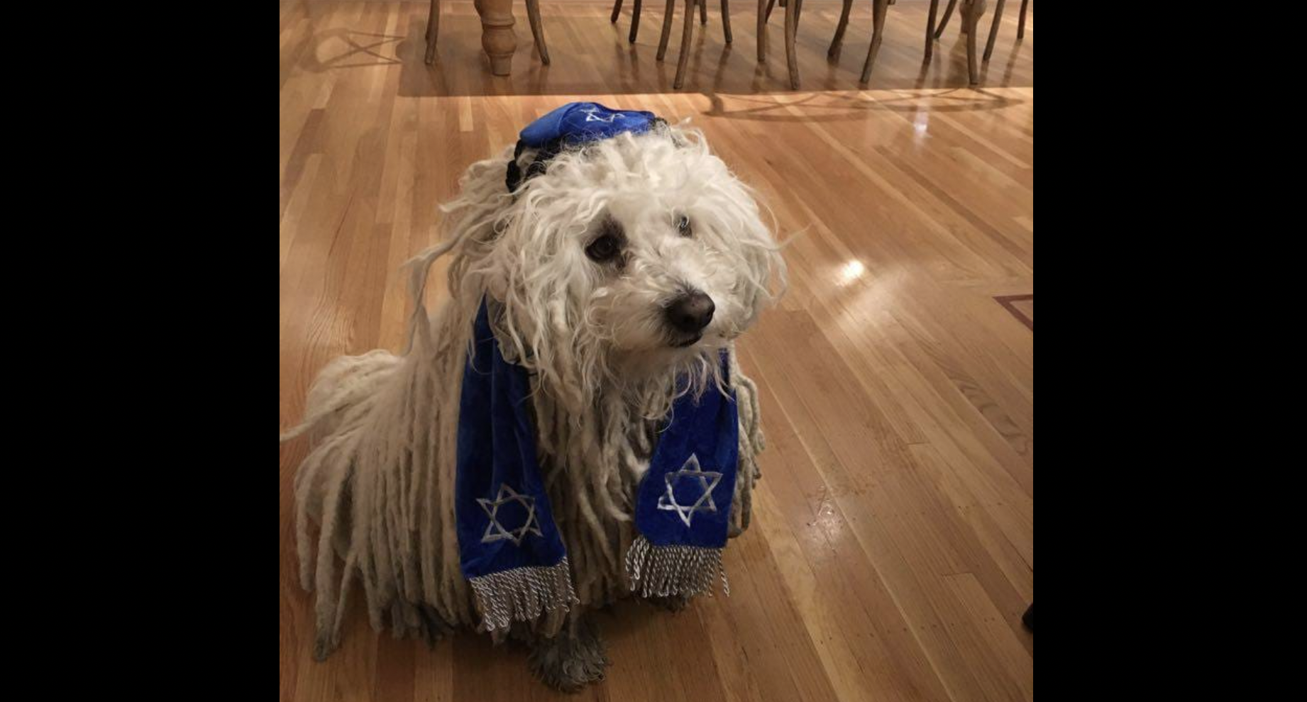 Mark Zuckerberg's dog wearing kippah