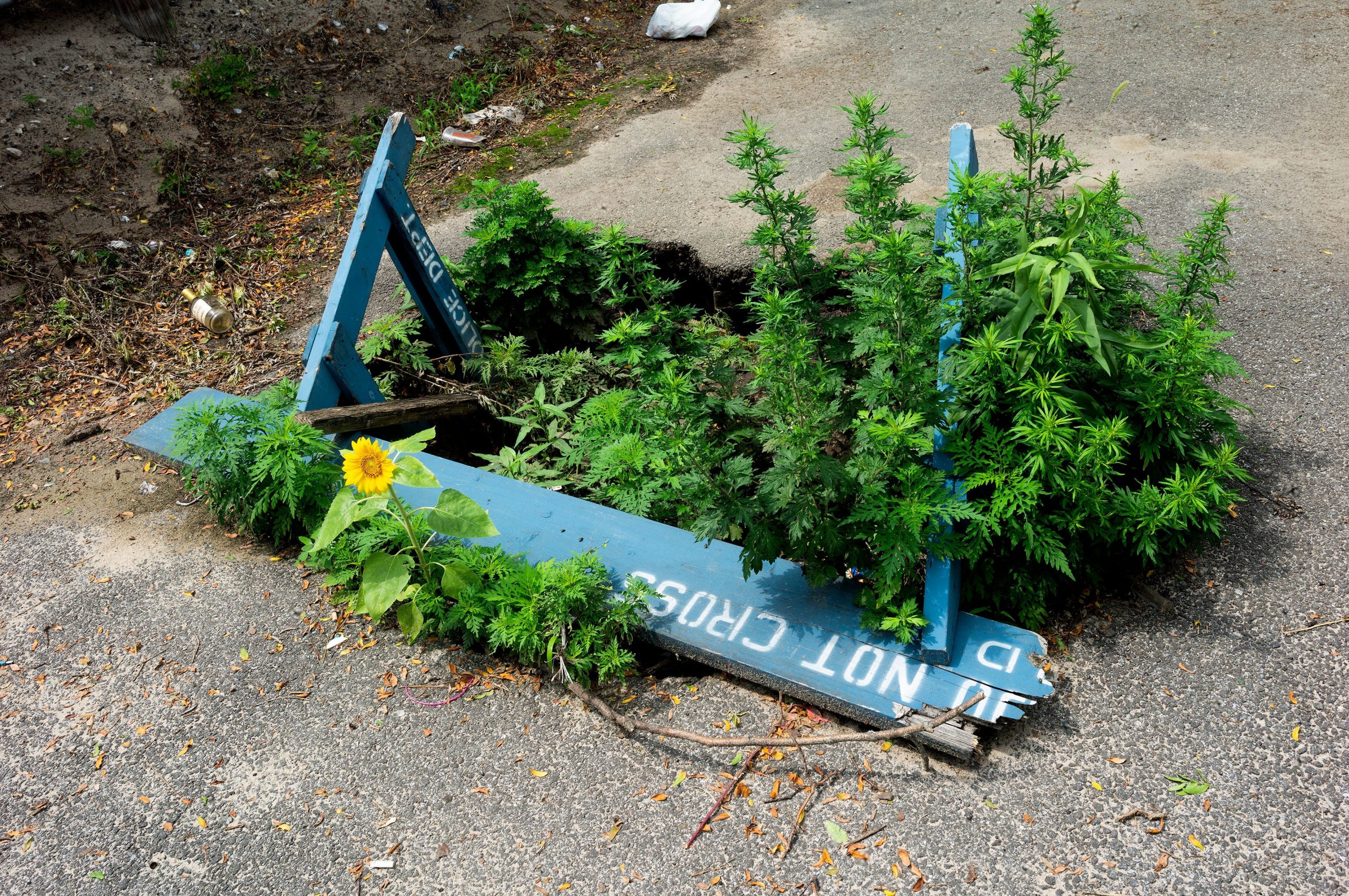 A blue police barricade is seen on a city street, partially covering a pothole that has greenery sprouting out of it.