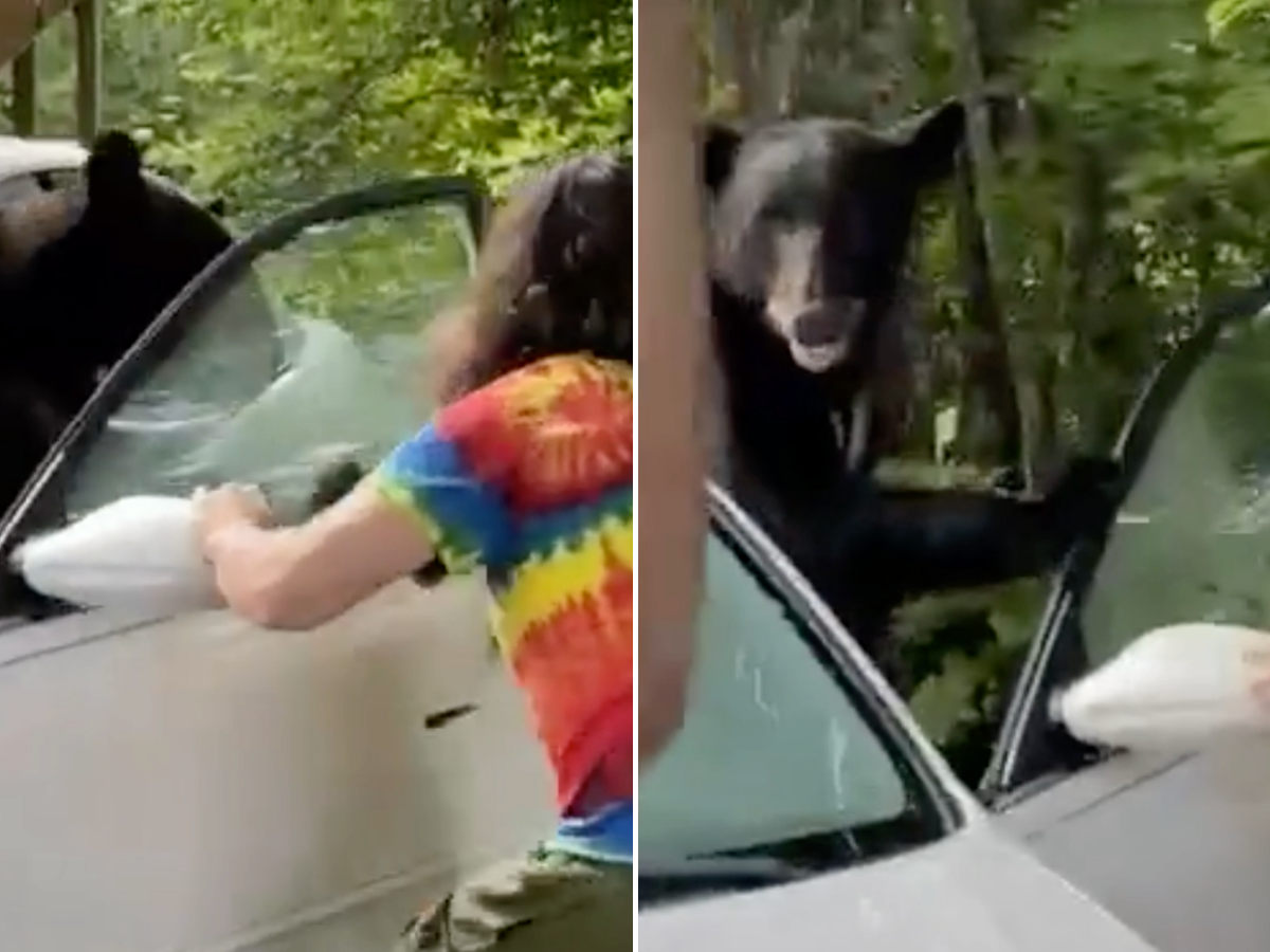 Screenshots of Joseph Deel's TikTok video of him opening the car door to a bear escaping.