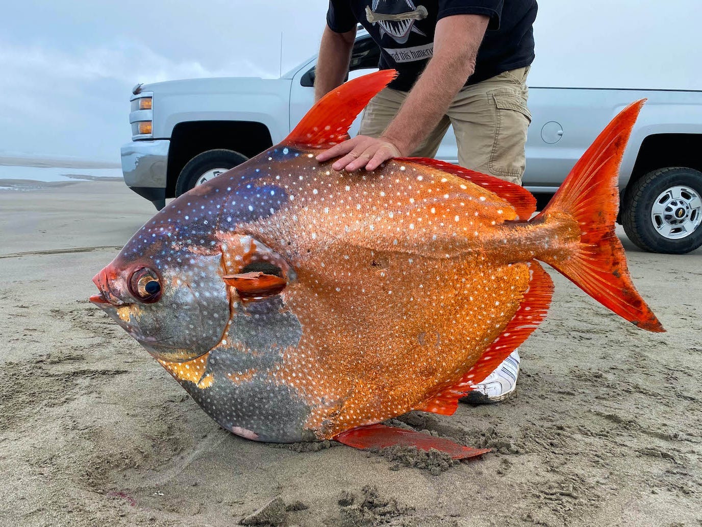 An image of the 100-pound orange Opah fish.