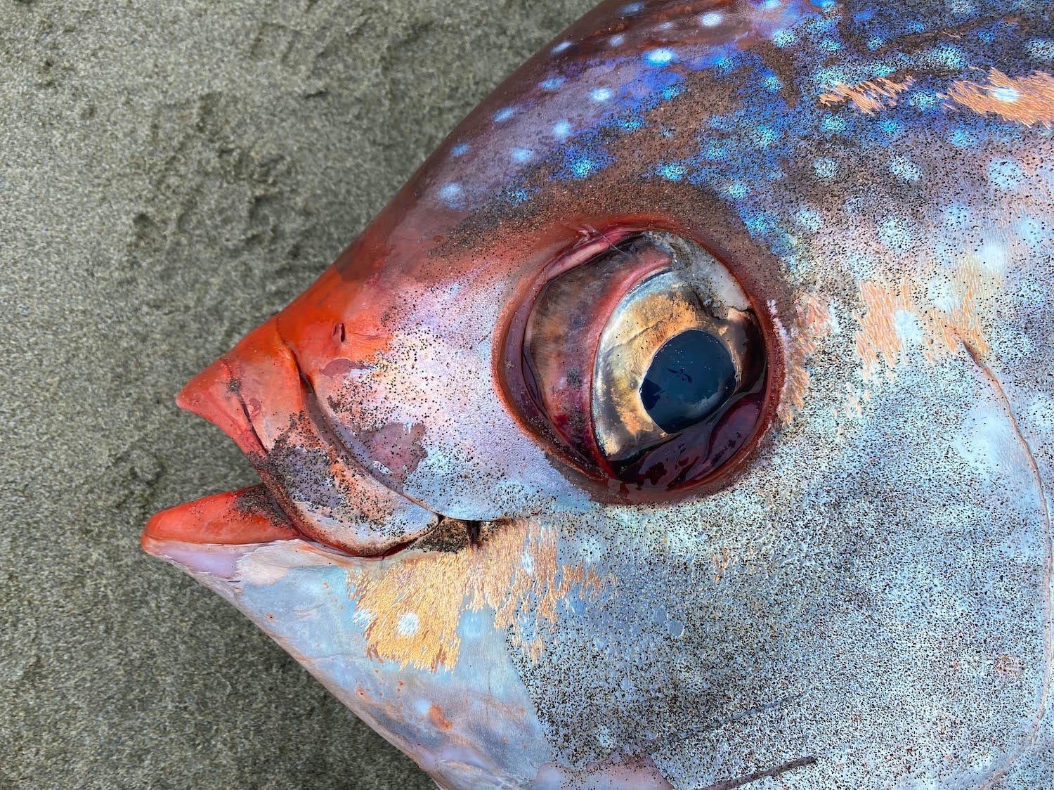 A detailed shot of the Opah's mouth and eyes.