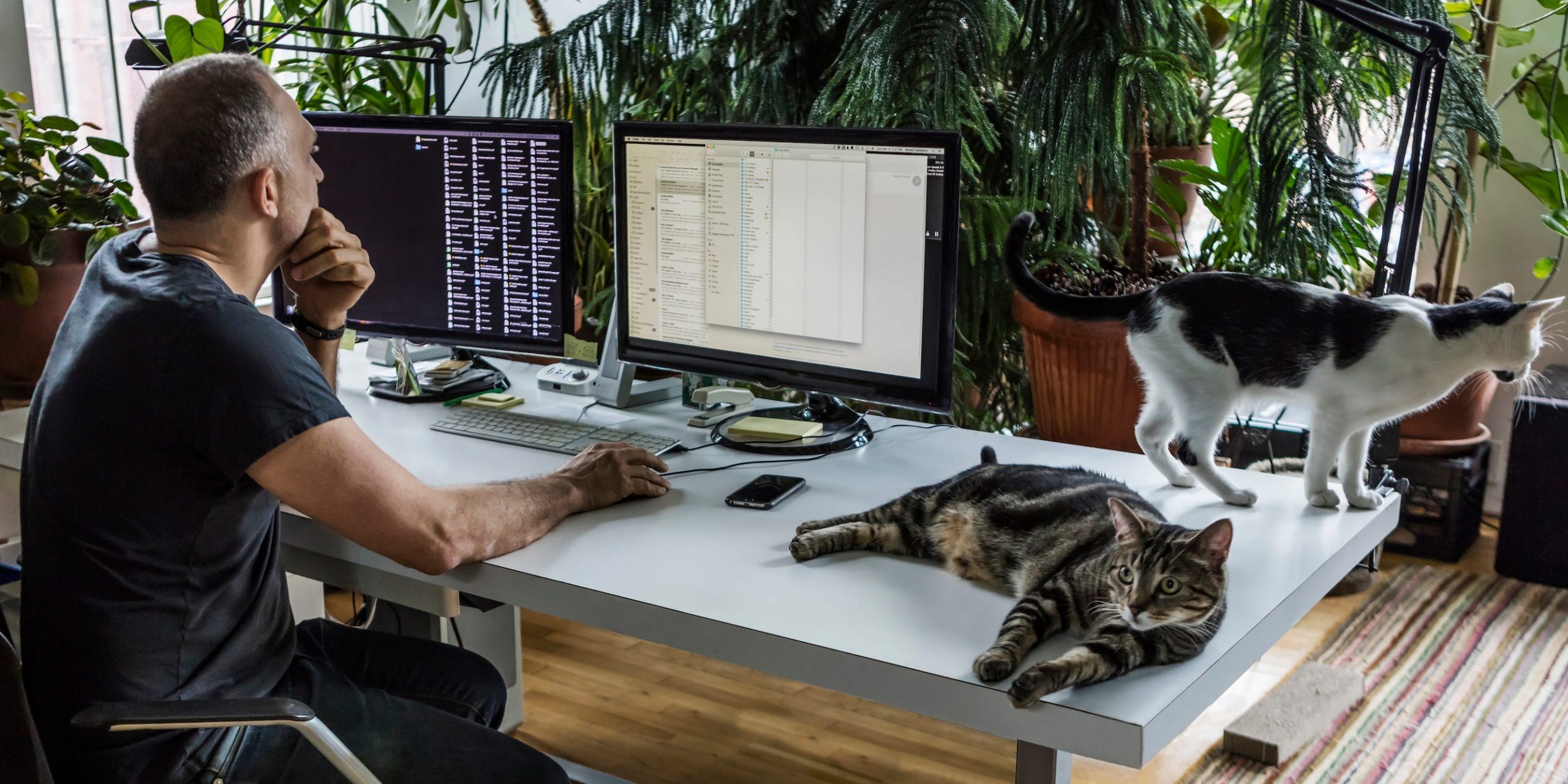 A man using two computer monitors while surrounded by plants and cats.