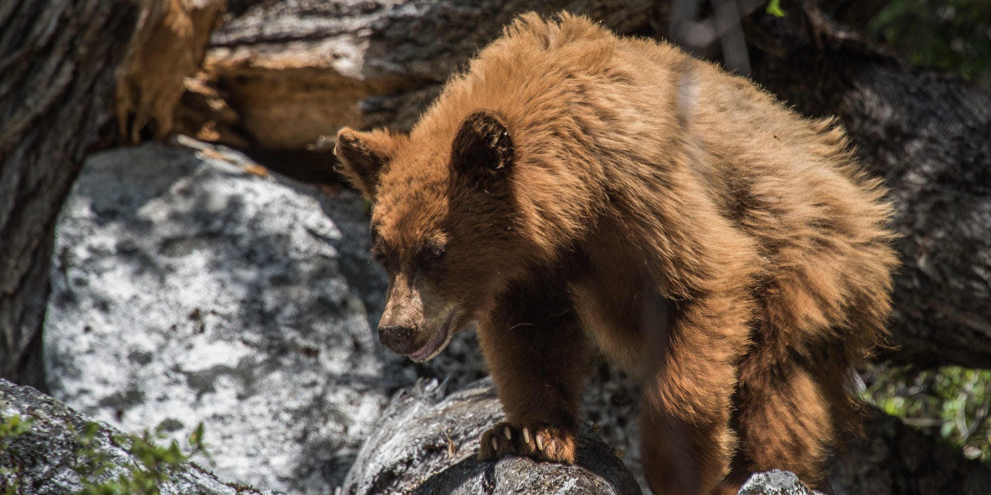 Grizzly Bear in Yosemite National Park, California, USA.