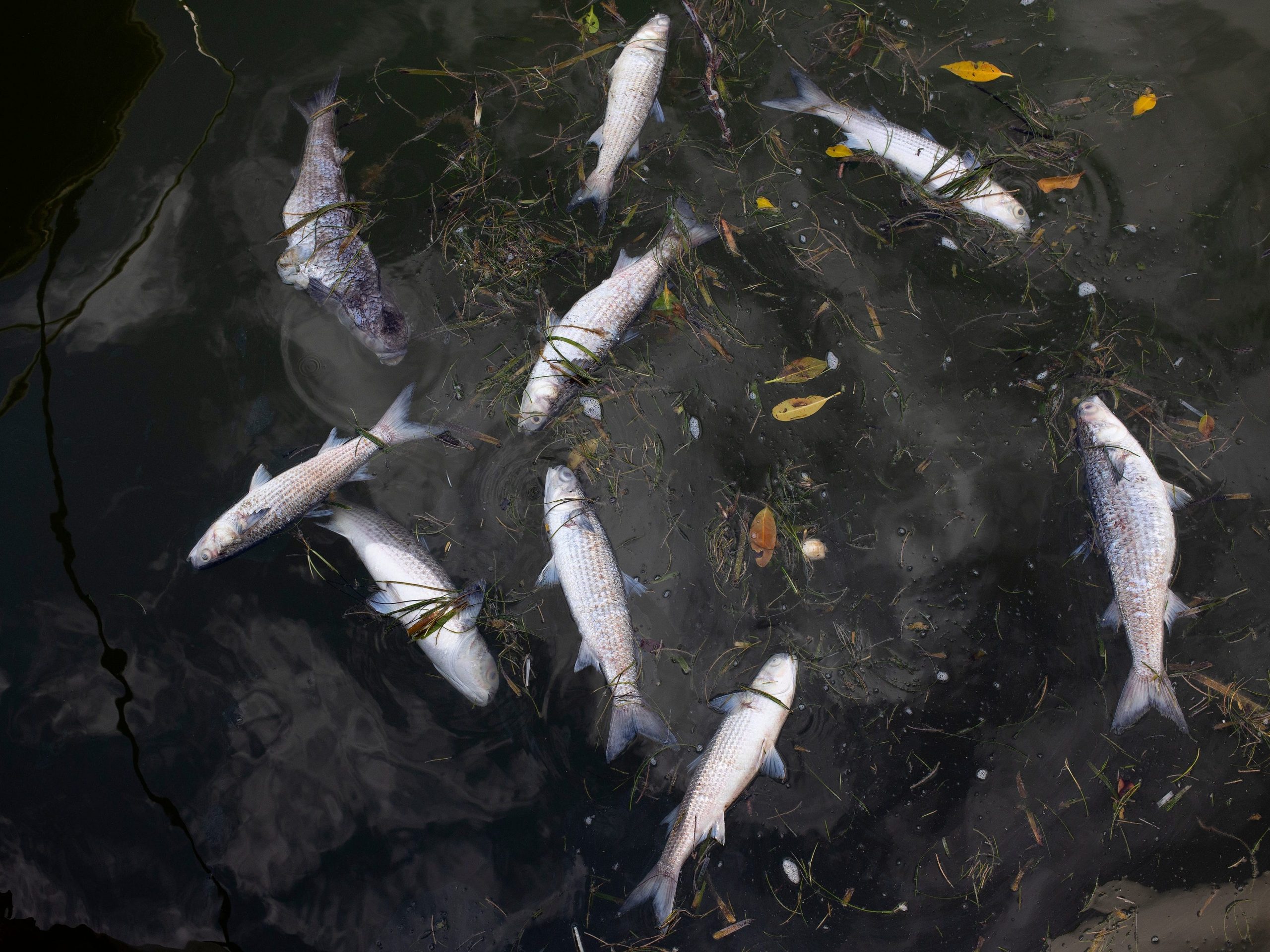 dead fish swept up in a red tide in florida