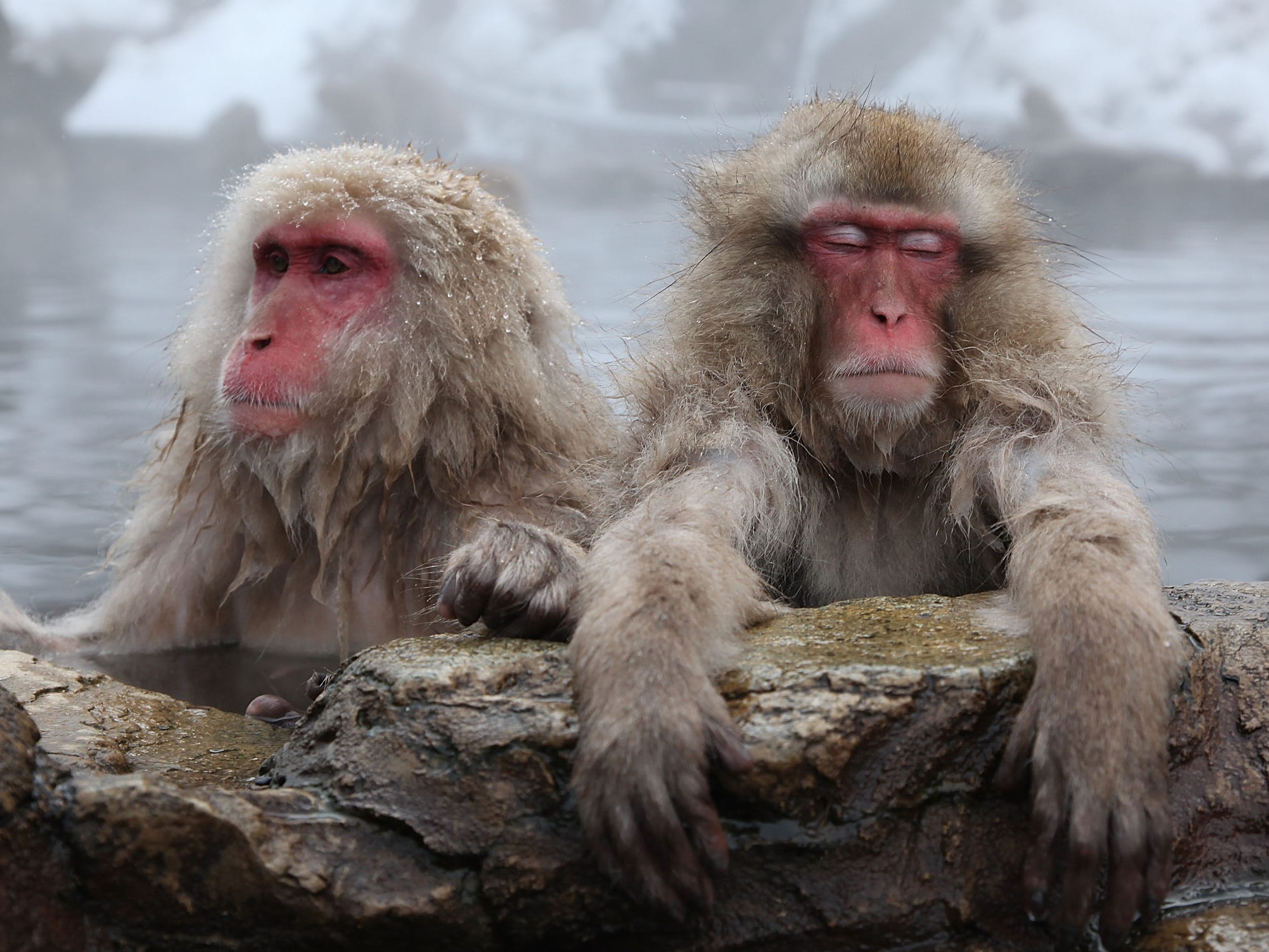 Japanese macaque snow monkey