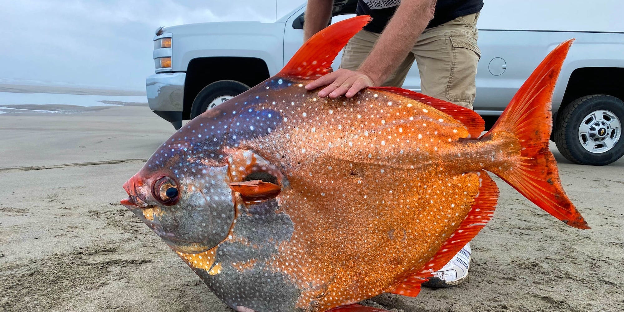 A man supports a large, orange and blue tropical fish on its side on the beach.