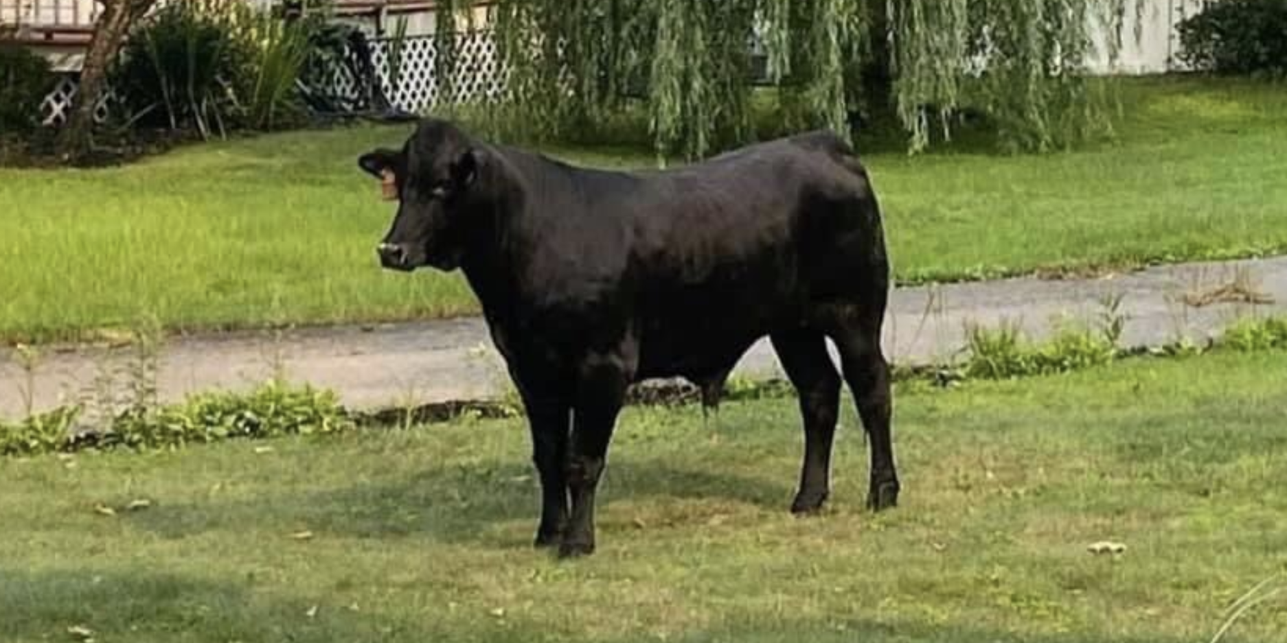 A bull stands on grass.