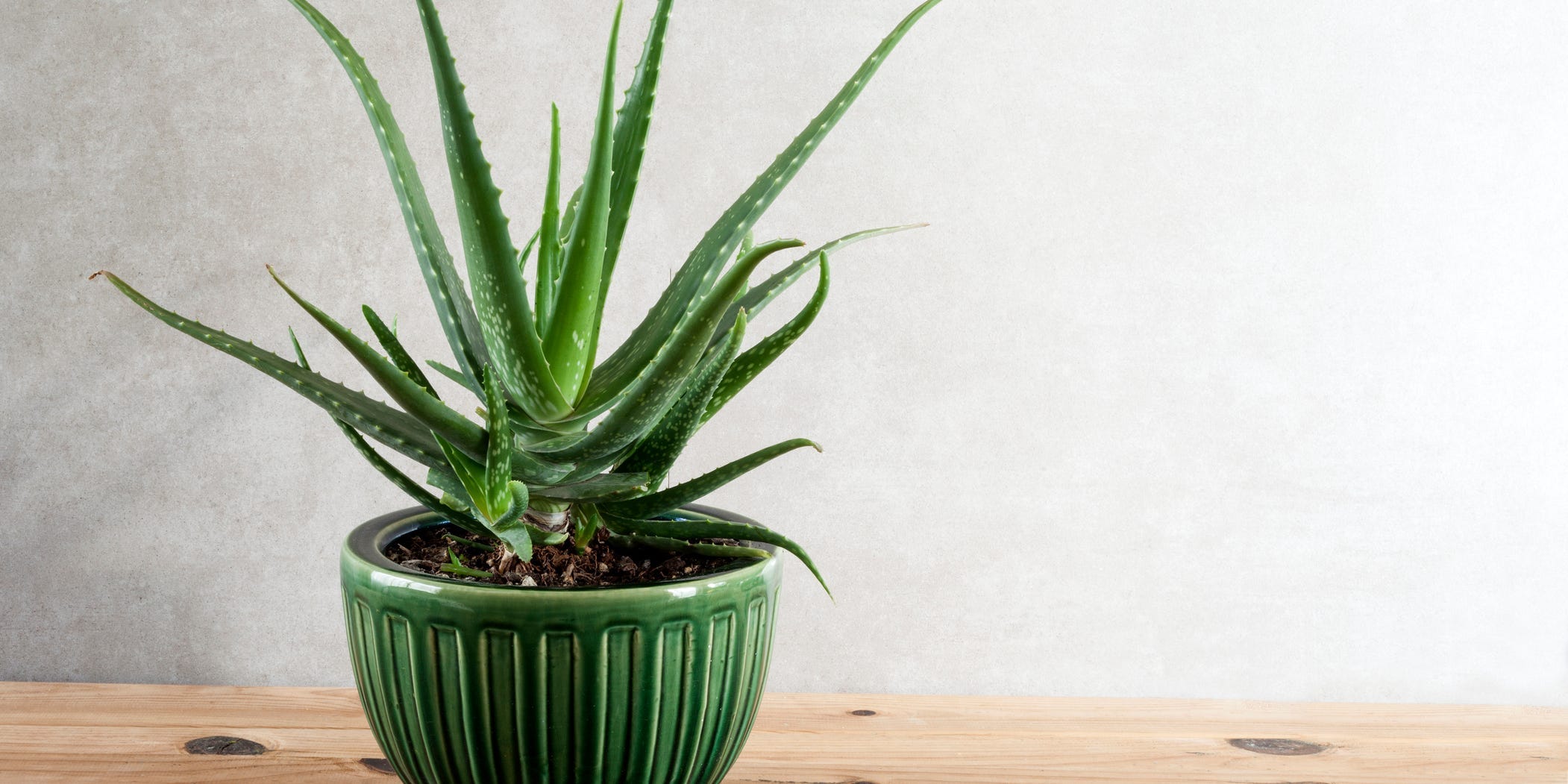 An aloe vera plant in a green pot